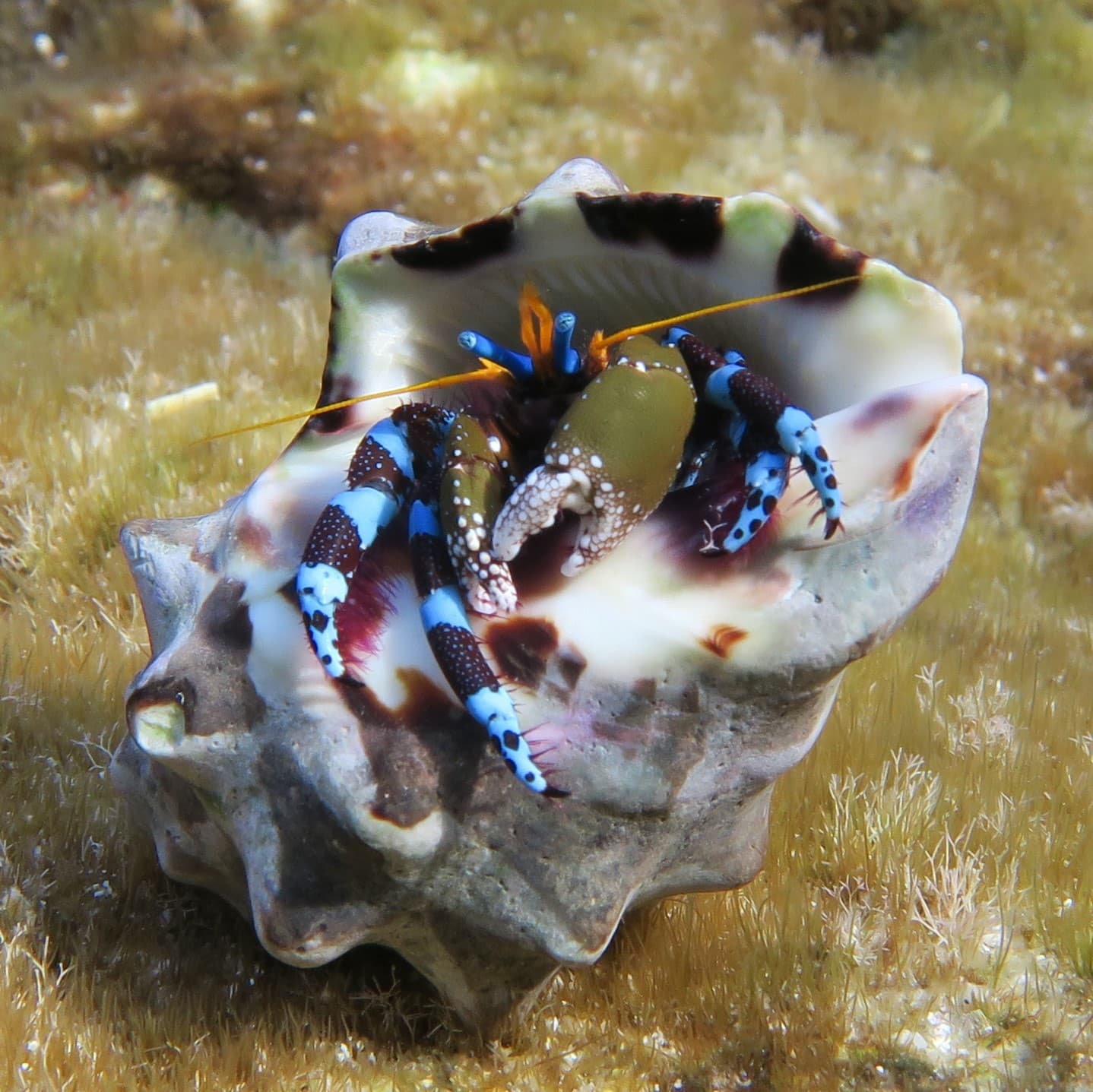 Electric Blue Hermit Crab (Calcinus elegans), Minamidaito, Okinawa, Japan