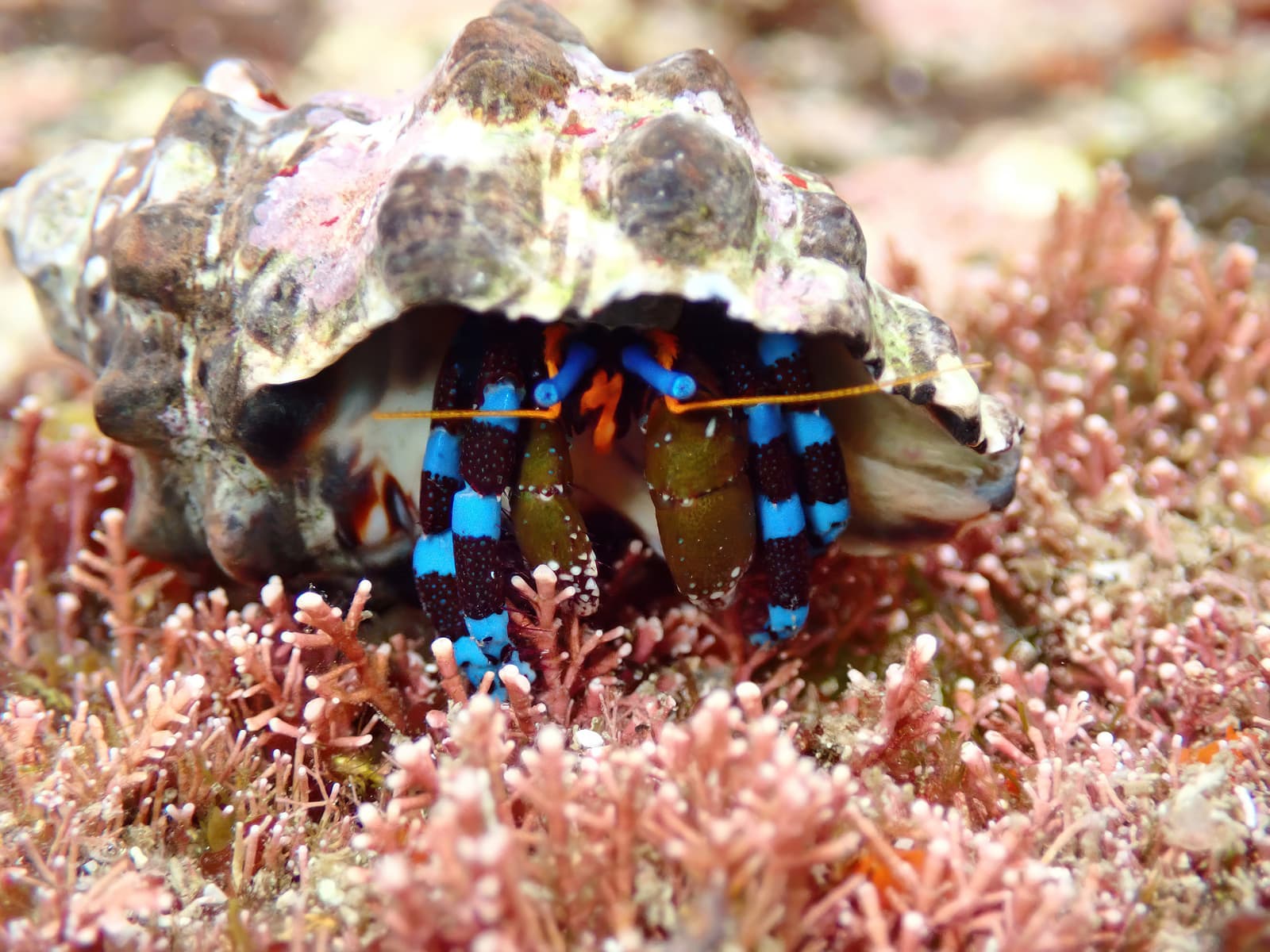 Electric Blue Hermit Crab (Calcinus elegans), Wakayama, Japan