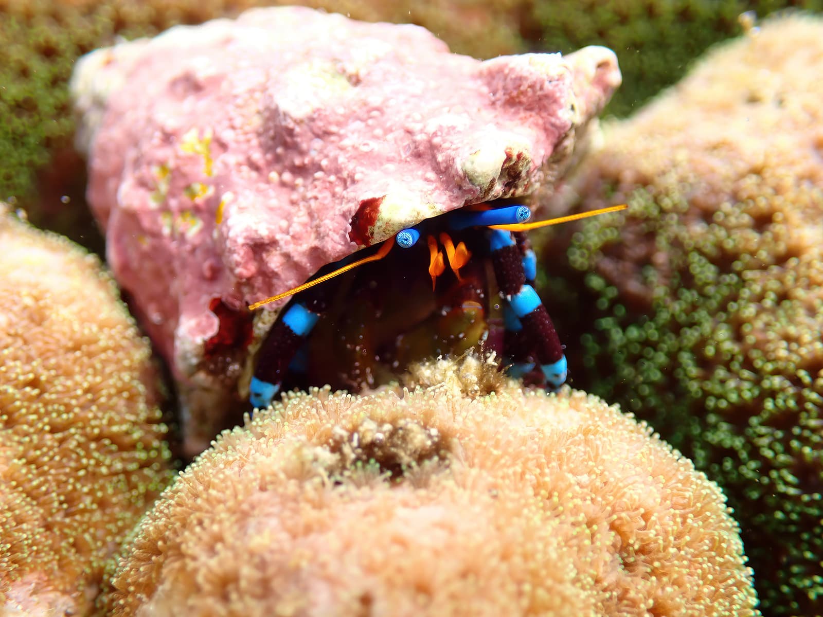 Electric Blue Hermit Crab (Calcinus elegans), Wakayama, Japan