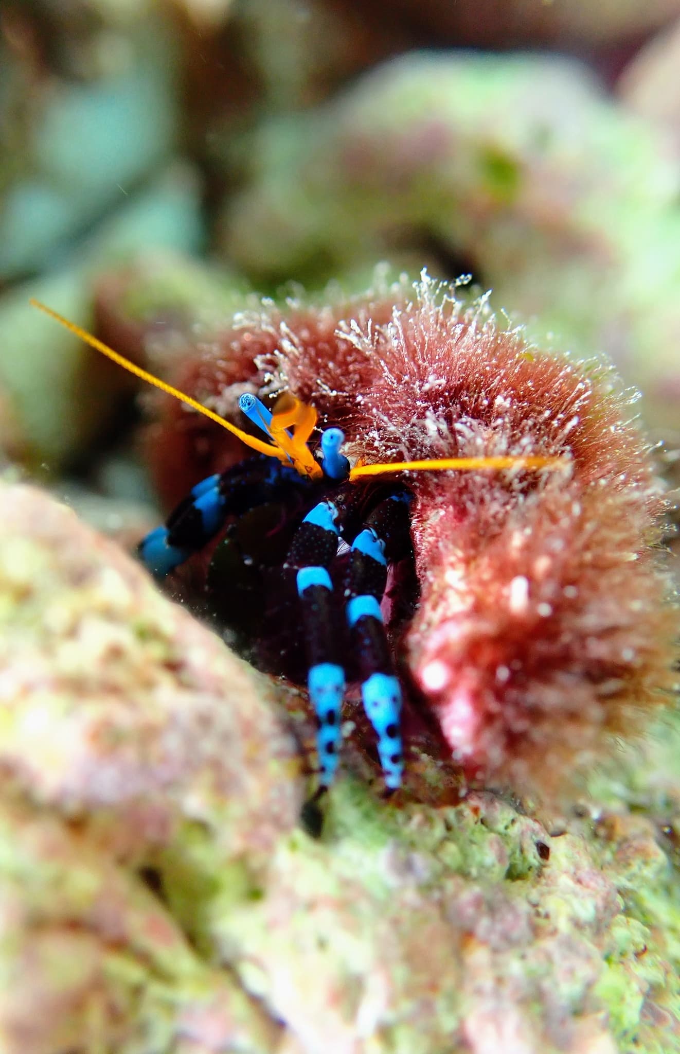 Electric Blue Hermit Crab (Calcinus elegans), Palmyra Atoll