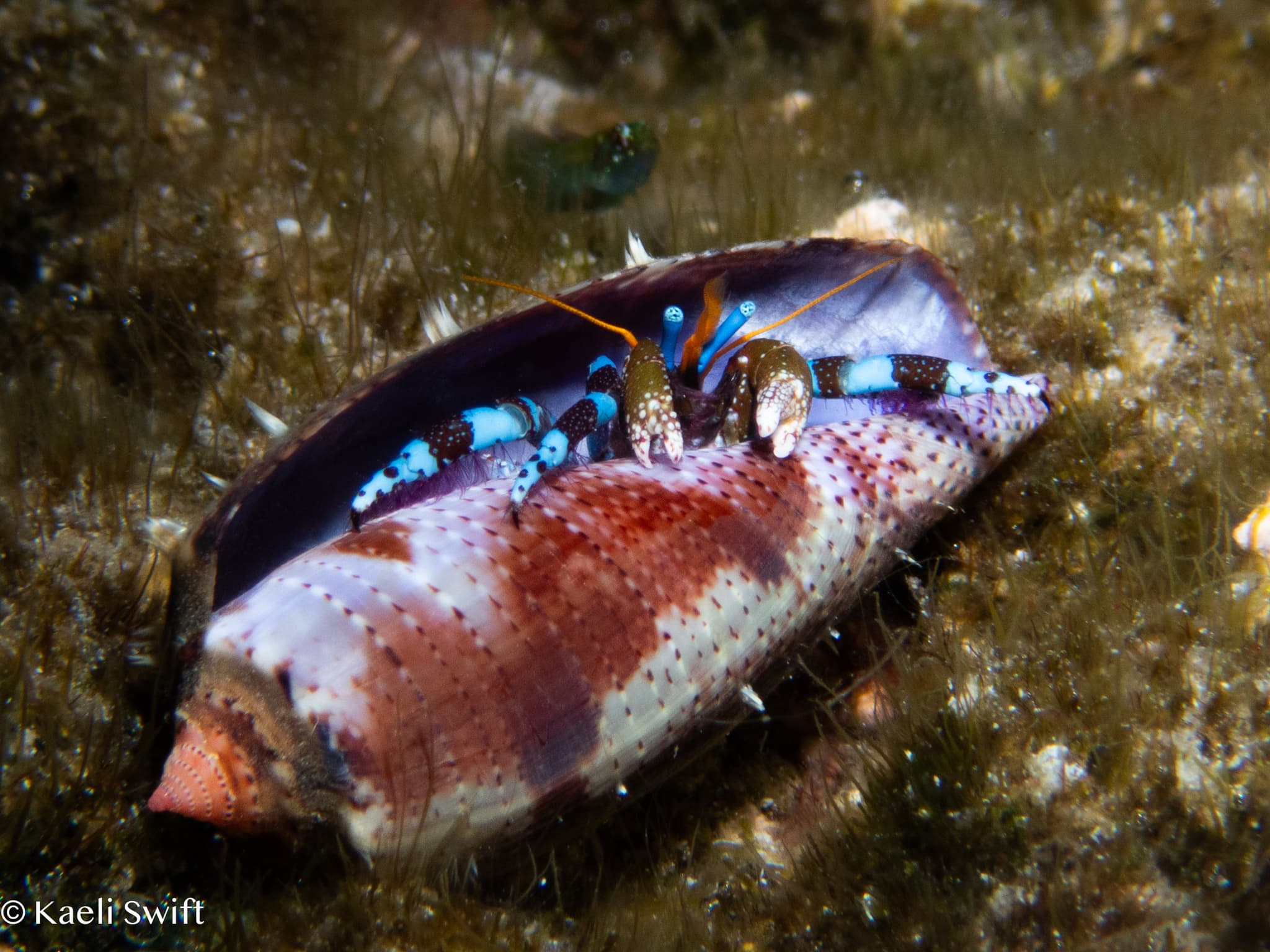 Electric Blue Hermit Crab (Calcinus elegans), Saipan, Northern Mariana Islands