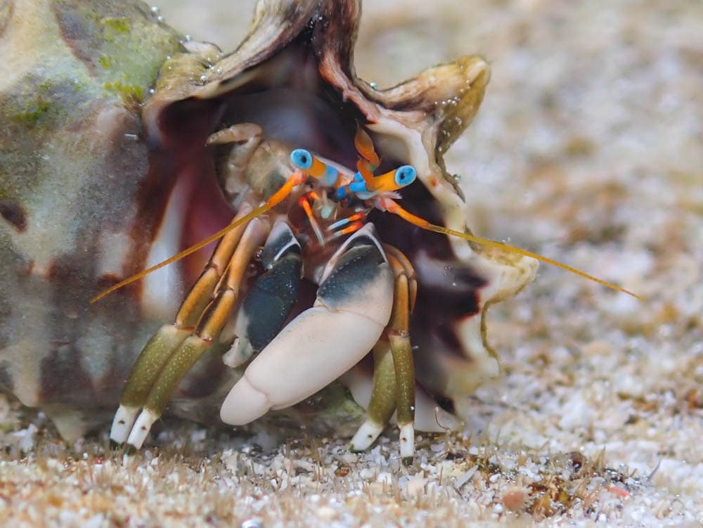 Left-handed Hermit Crab (Calcinus laevimanus), Majuro Atoll, Marshall Islands