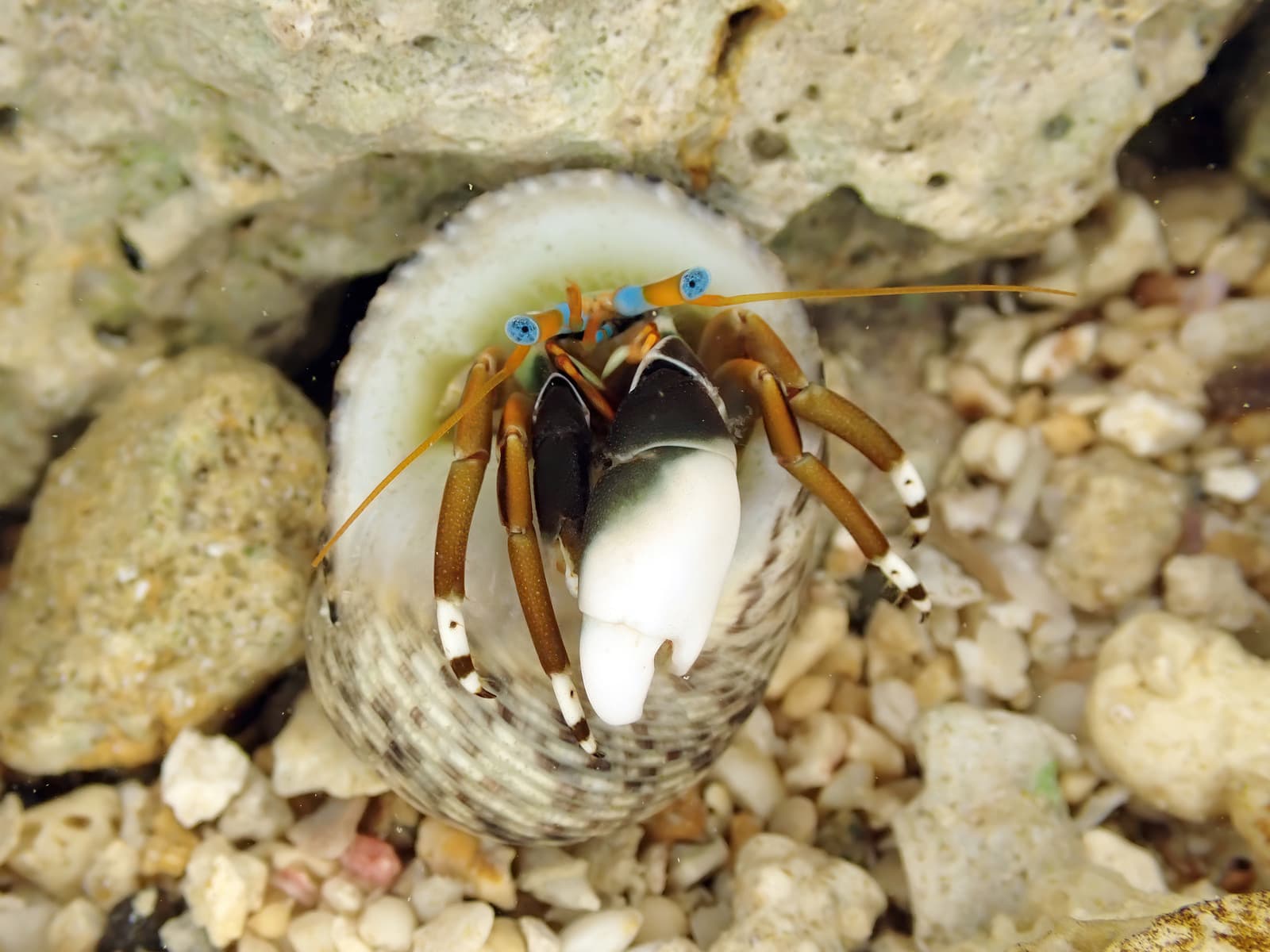 Left-handed Hermit Crab (Calcinus laevimanus), Okinawa, Japan