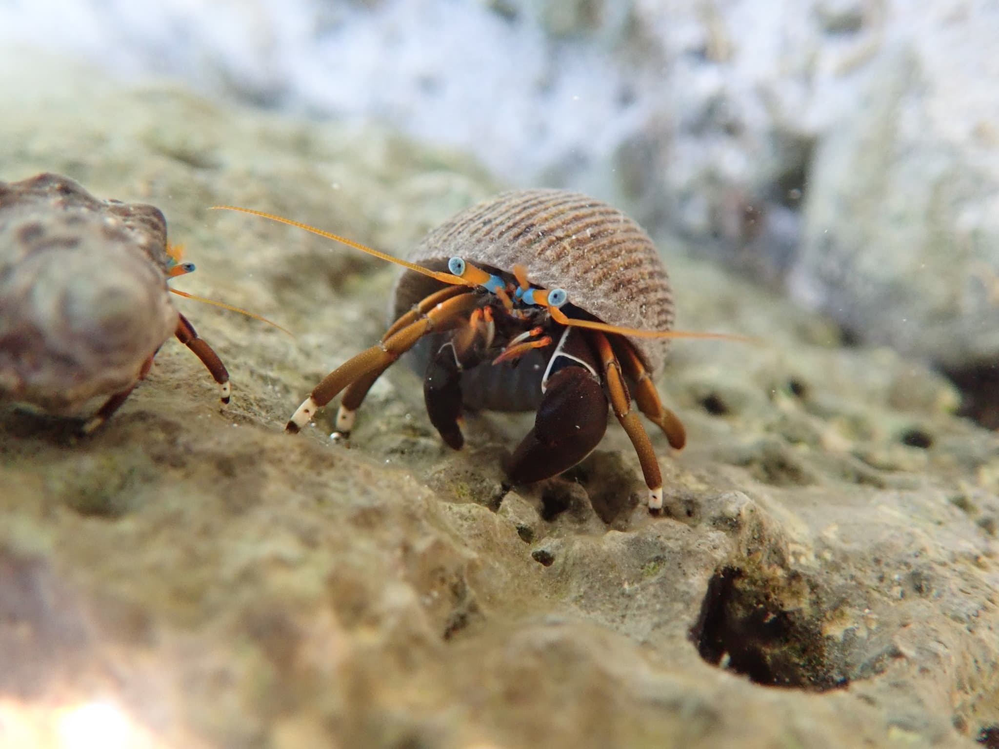 Left-handed Hermit Crab (Calcinus laevimanus), Paracel Islands, South China Sea