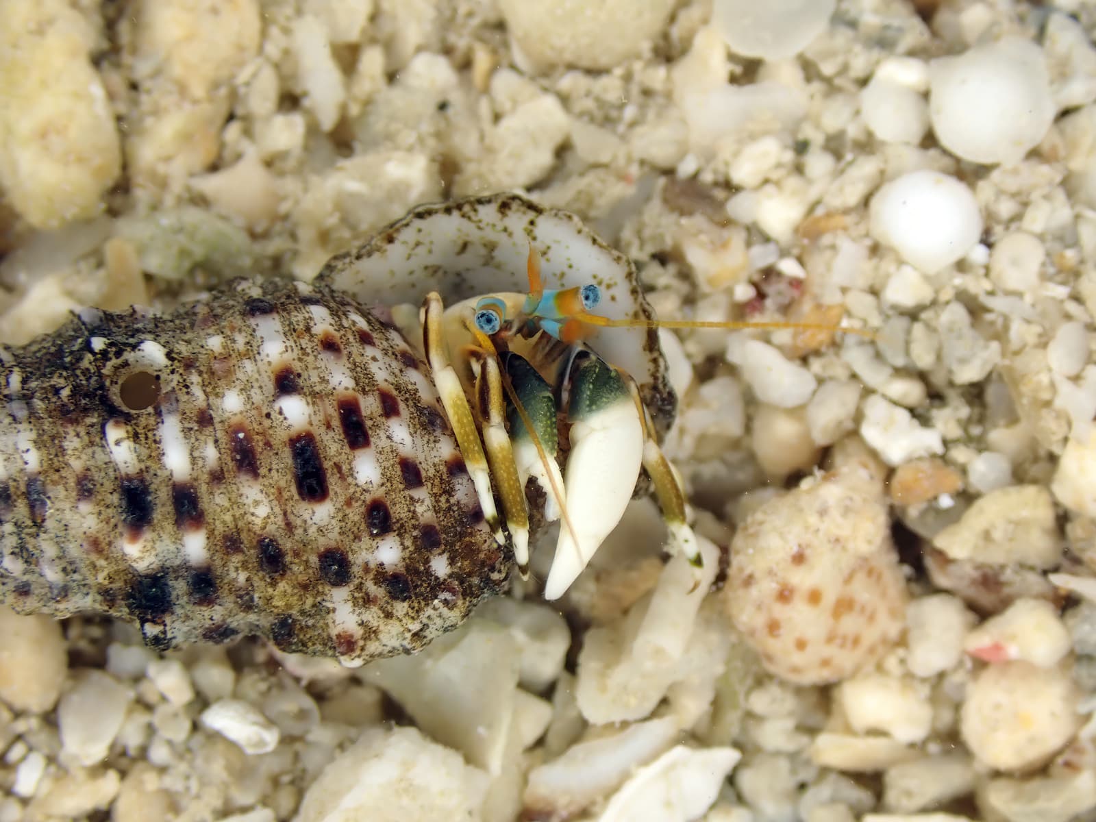 Left-handed Hermit Crab (Calcinus laevimanus), Okinawa, Japan