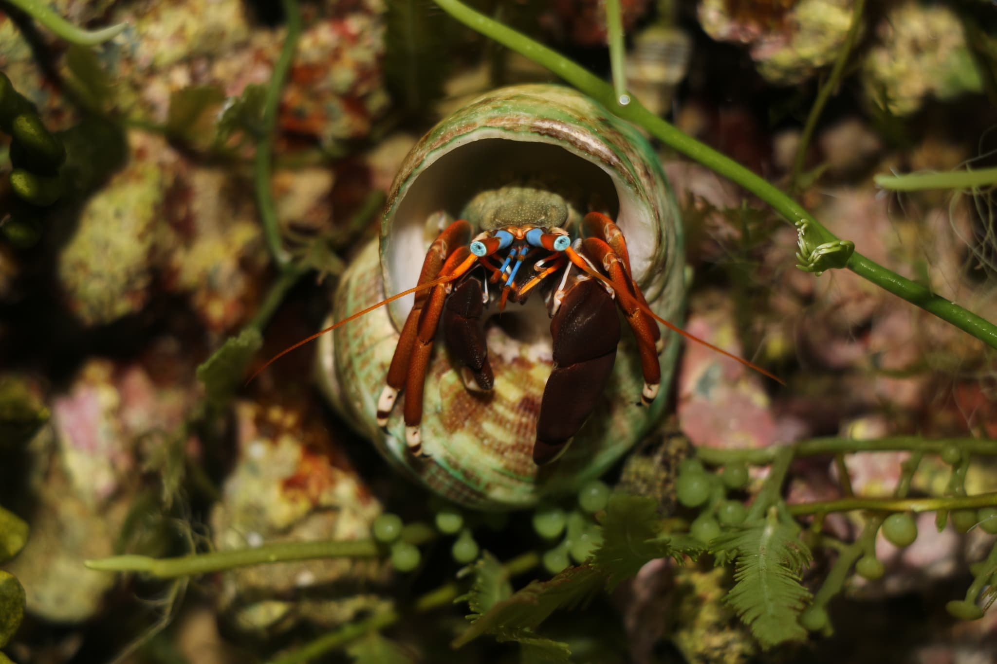 Left-handed Hermit Crab (Calcinus laevimanus), Hainan, China