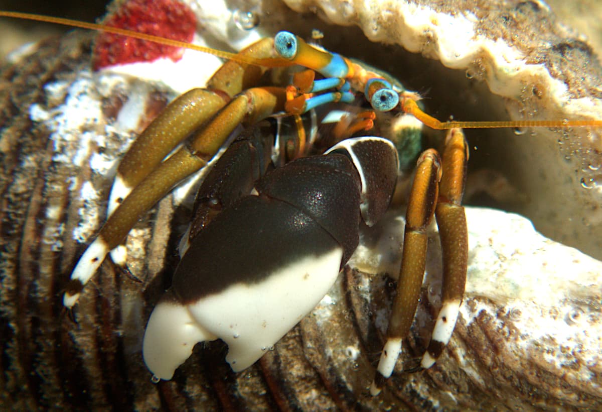 Left-handed Hermit Crab (Calcinus laevimanus), French Polynesia