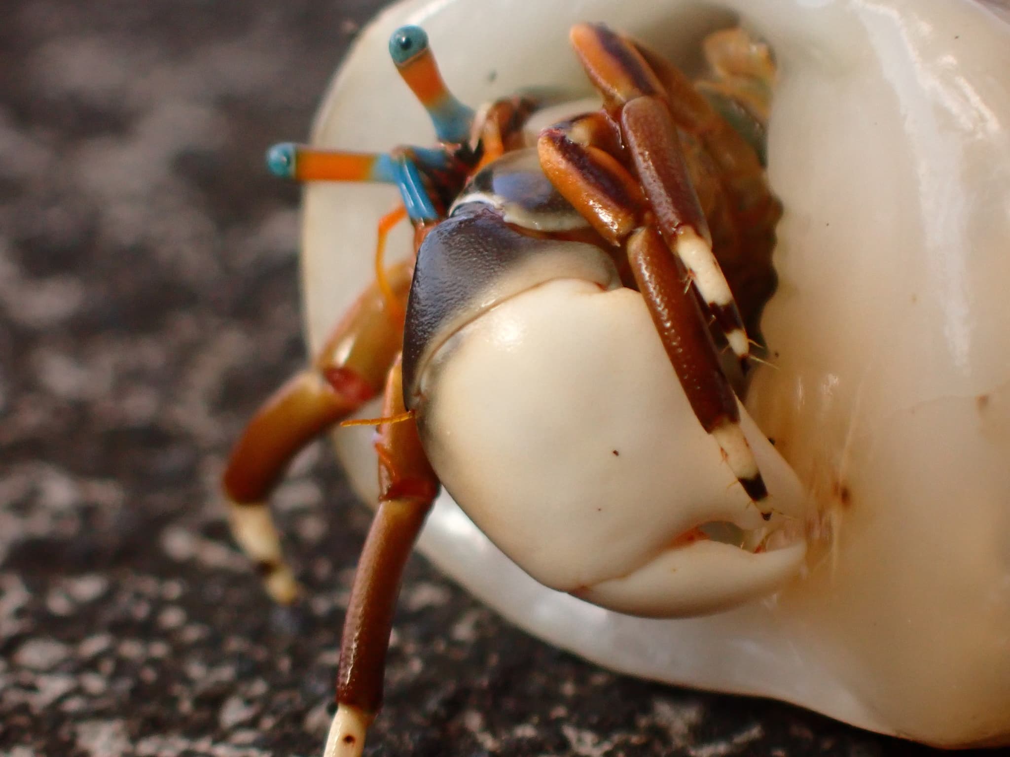 Left-handed Hermit Crab (Calcinus laevimanus), Penida Islands, Bali, Indonesia