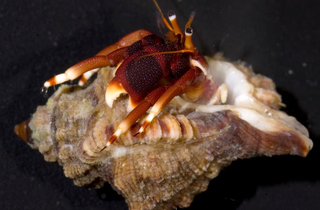 Orangeclaw Hermit Crab (Calcinus tibicen), Florida, USA