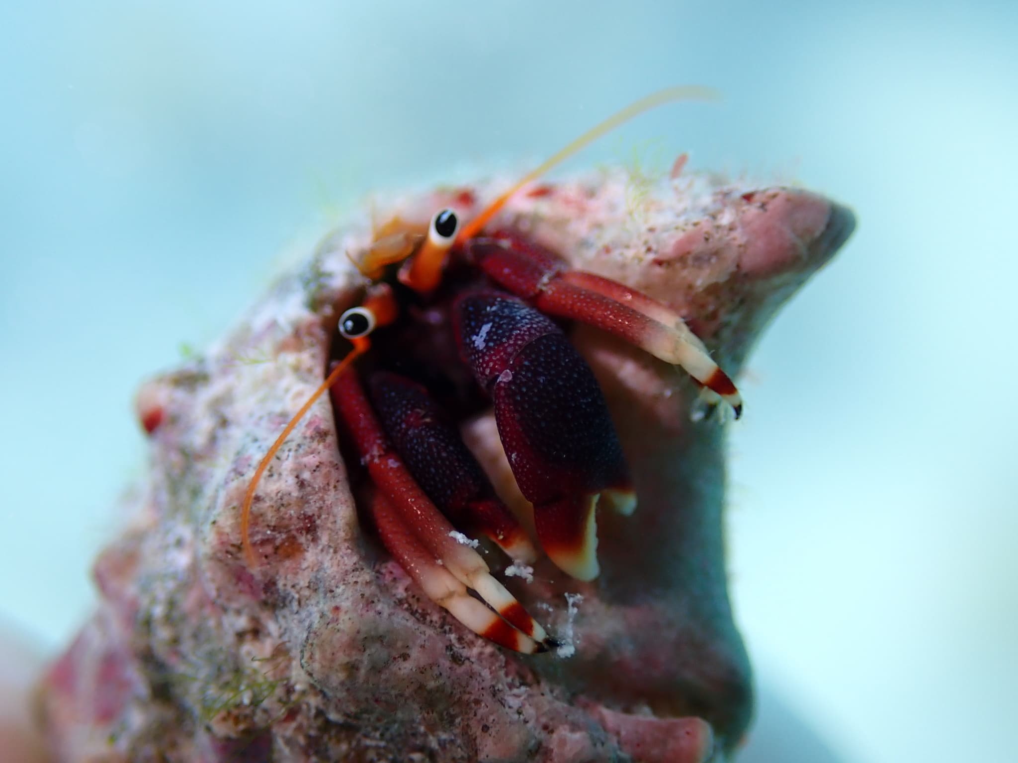 Orangeclaw Hermit Crab (Calcinus tibicen), Bermuda