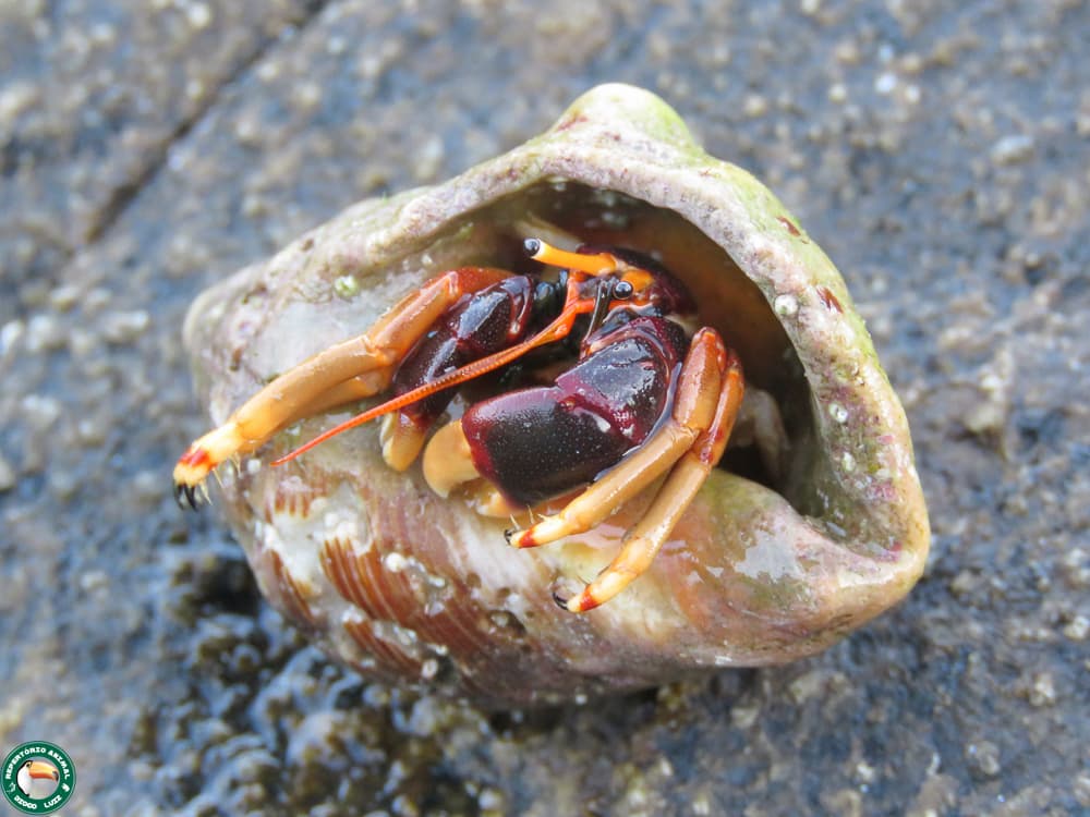 Orangeclaw Hermit Crab (Calcinus tibicen), Cabo Frio, Brasil