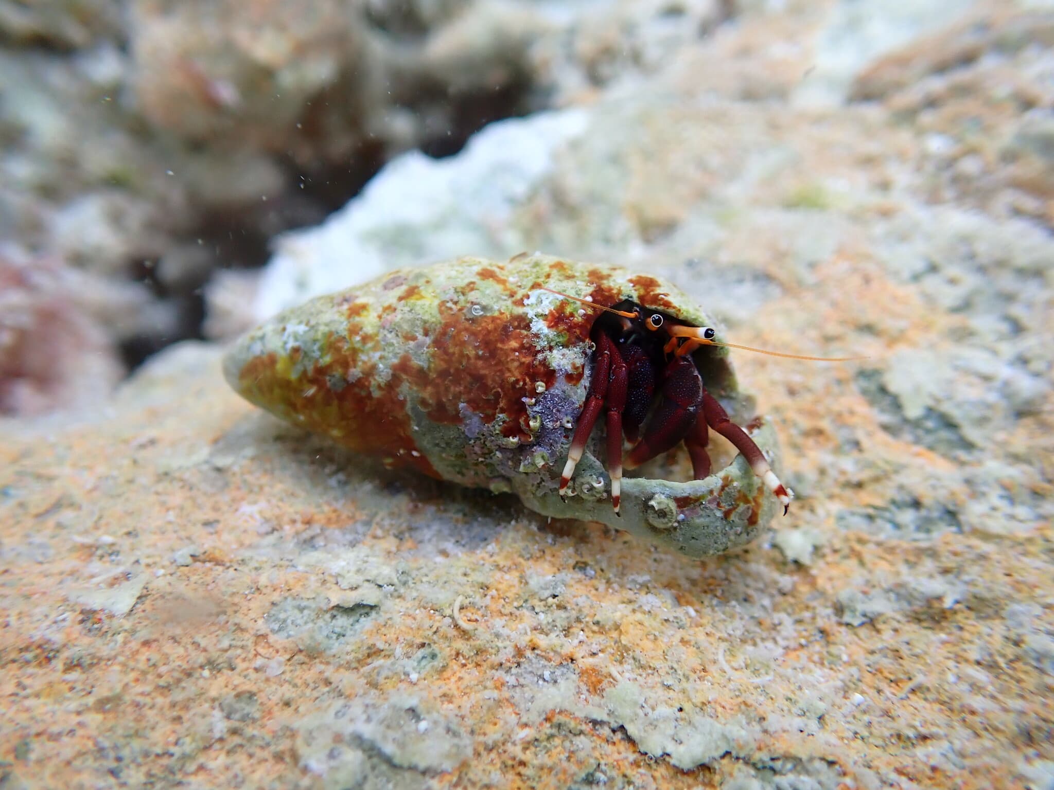 Orangeclaw Hermit Crab (Calcinus tibicen)