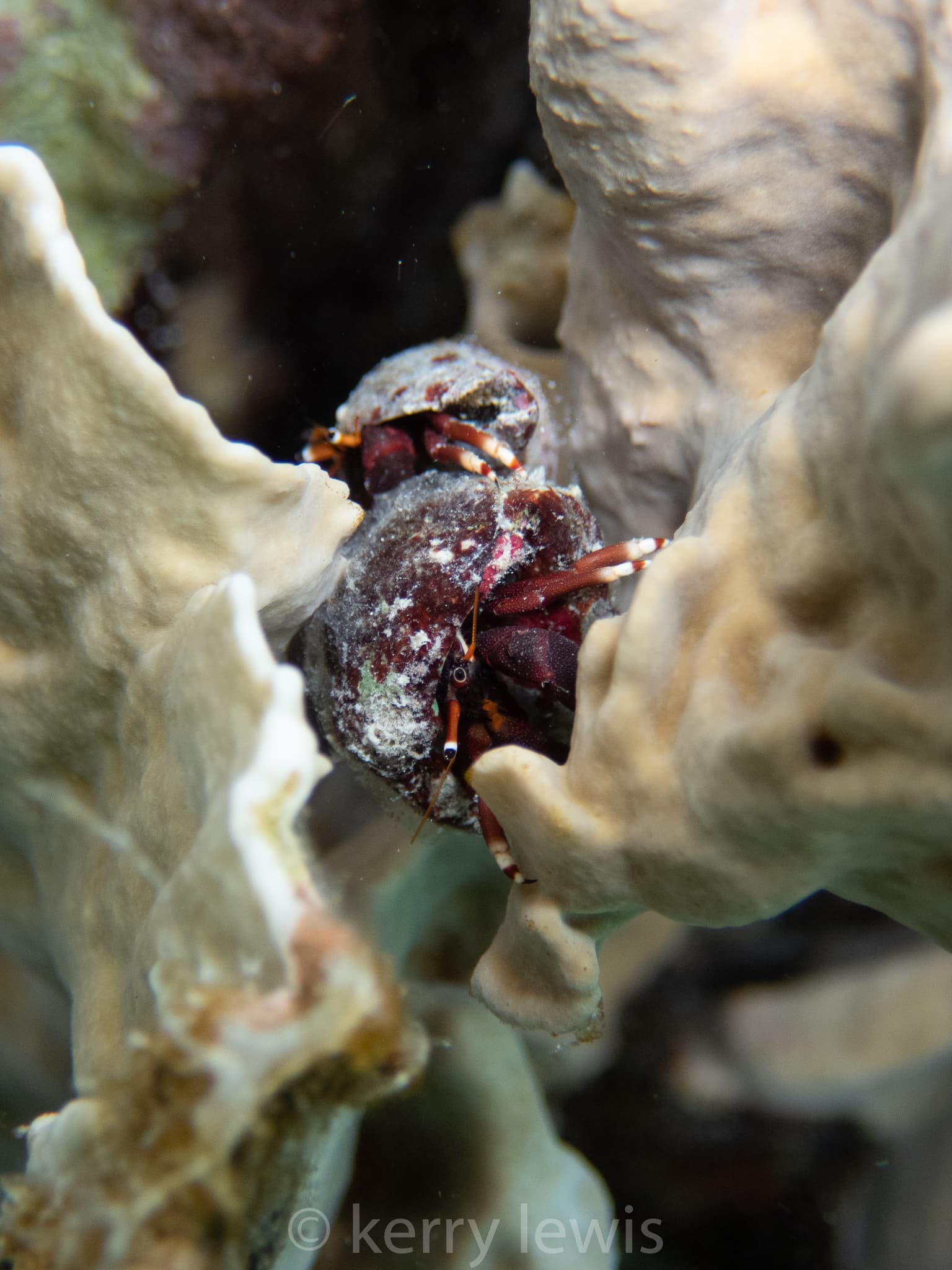 Orangeclaw Hermit Crab (Calcinus tibicen), Cayman Islands