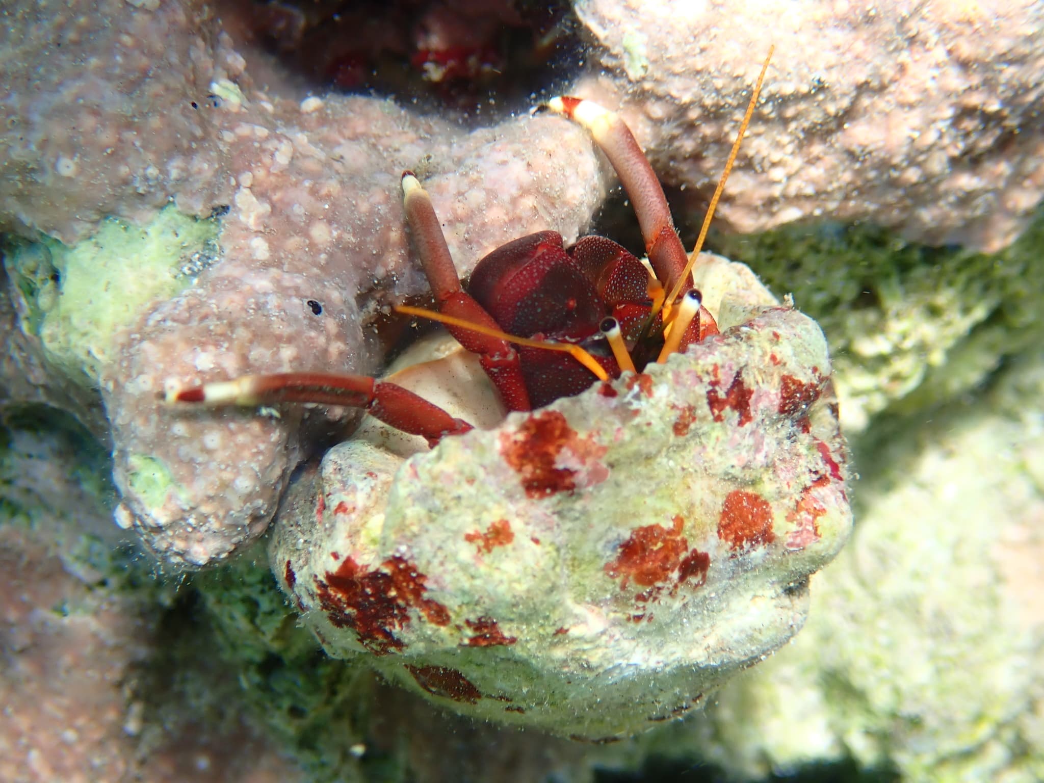 Orangeclaw Hermit Crab (Calcinus tibicen), Jamaica