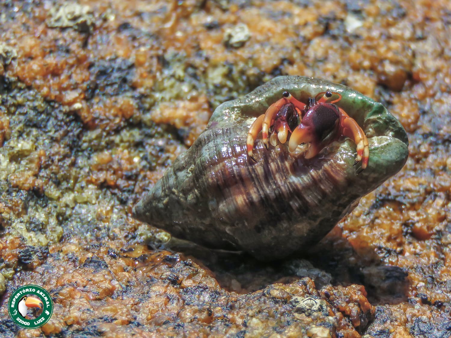 Orangeclaw Hermit Crab (Calcinus tibicen)