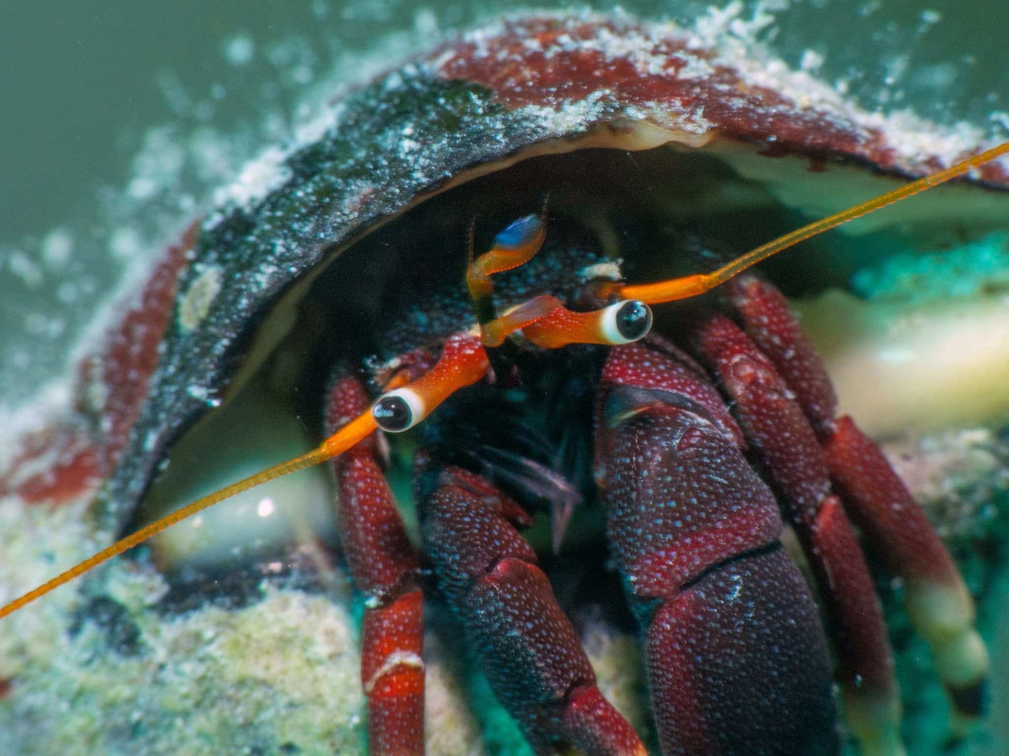 Orangeclaw Hermit Crab (Calcinus tibicen), West Bay, Cayman Islands