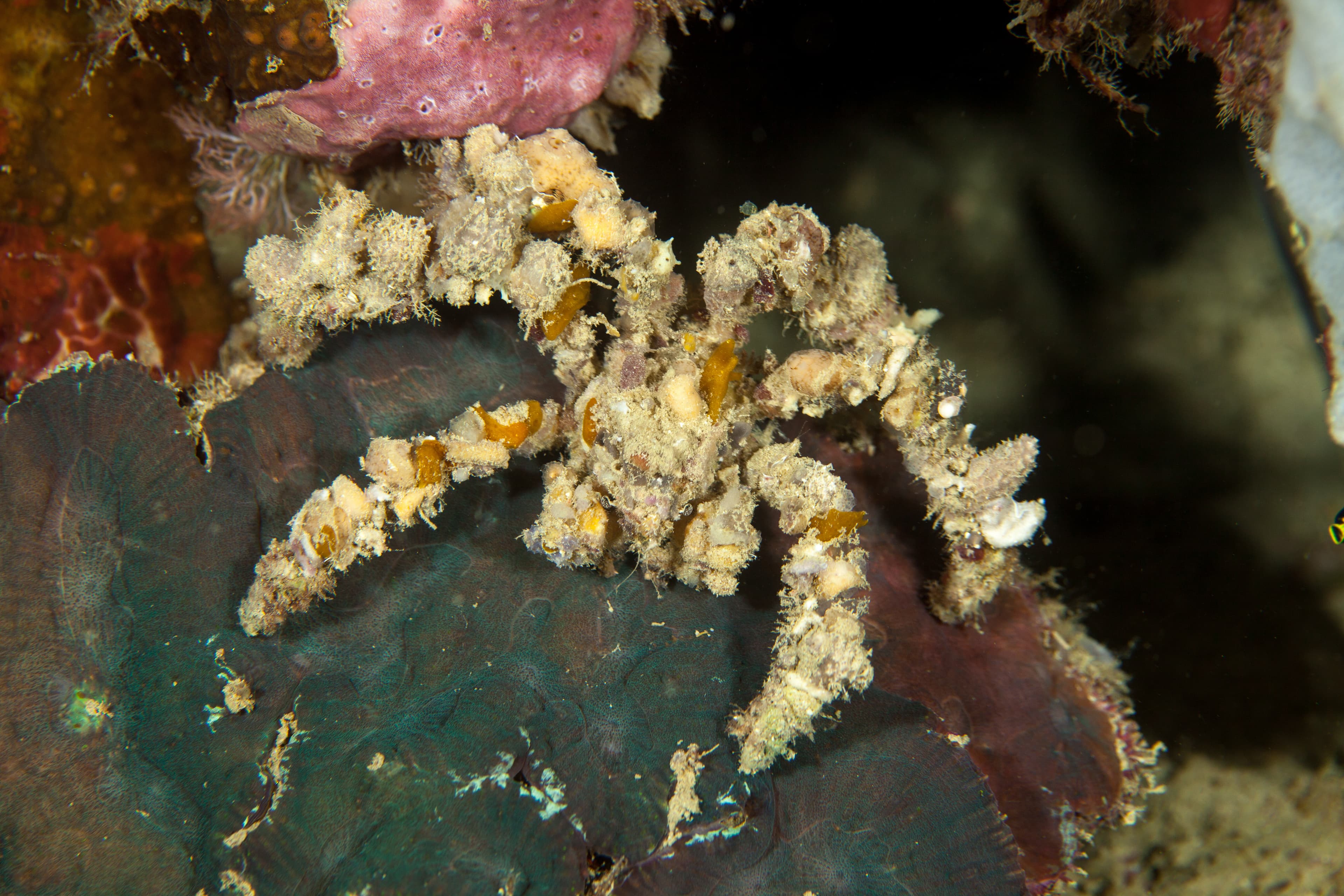 Decorator Crab (Camposcia retusa)