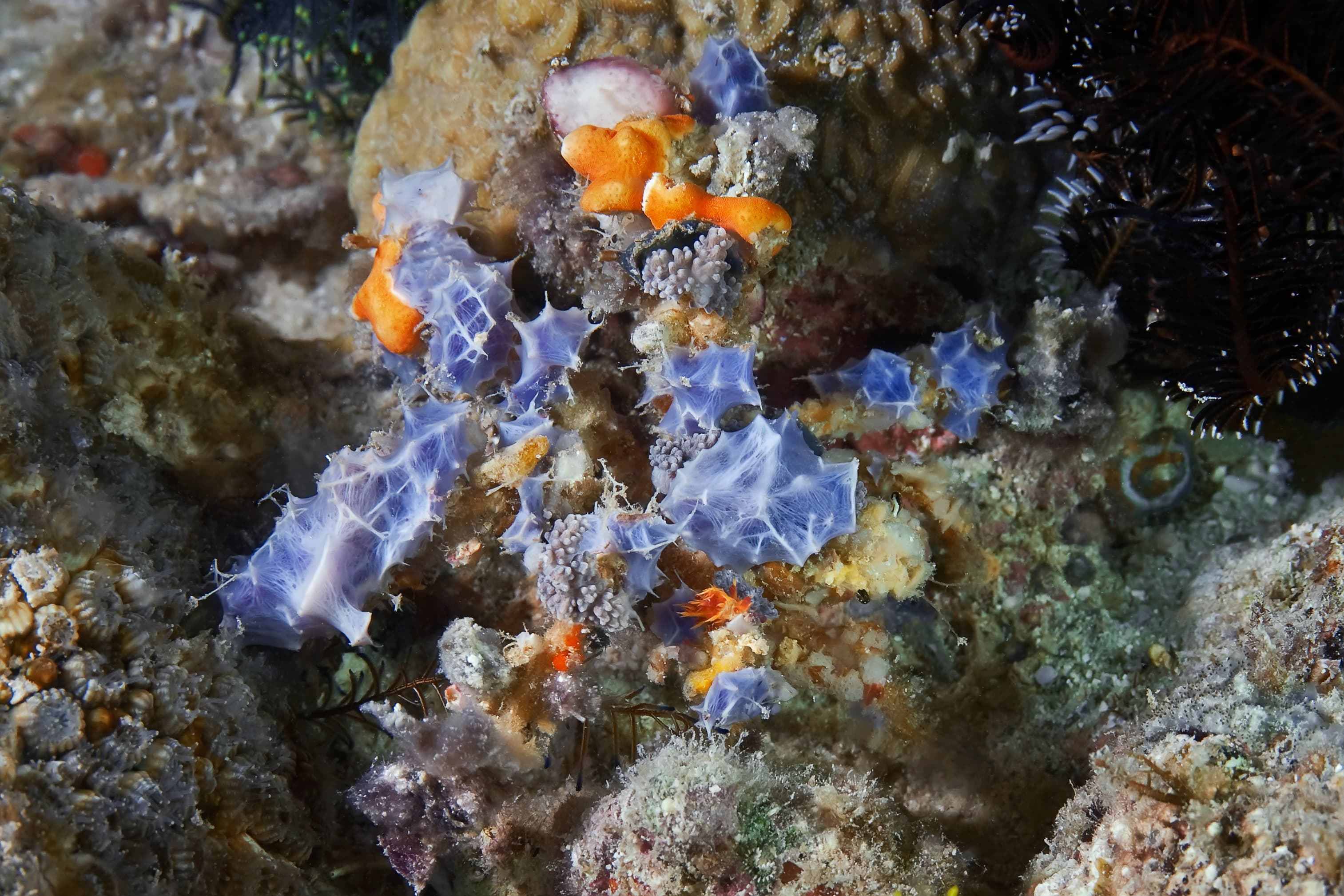 Decorator Crab (Camposcia retusa) uses sponges, tunicate and algae to camouflage itself on coral reef in Thailand