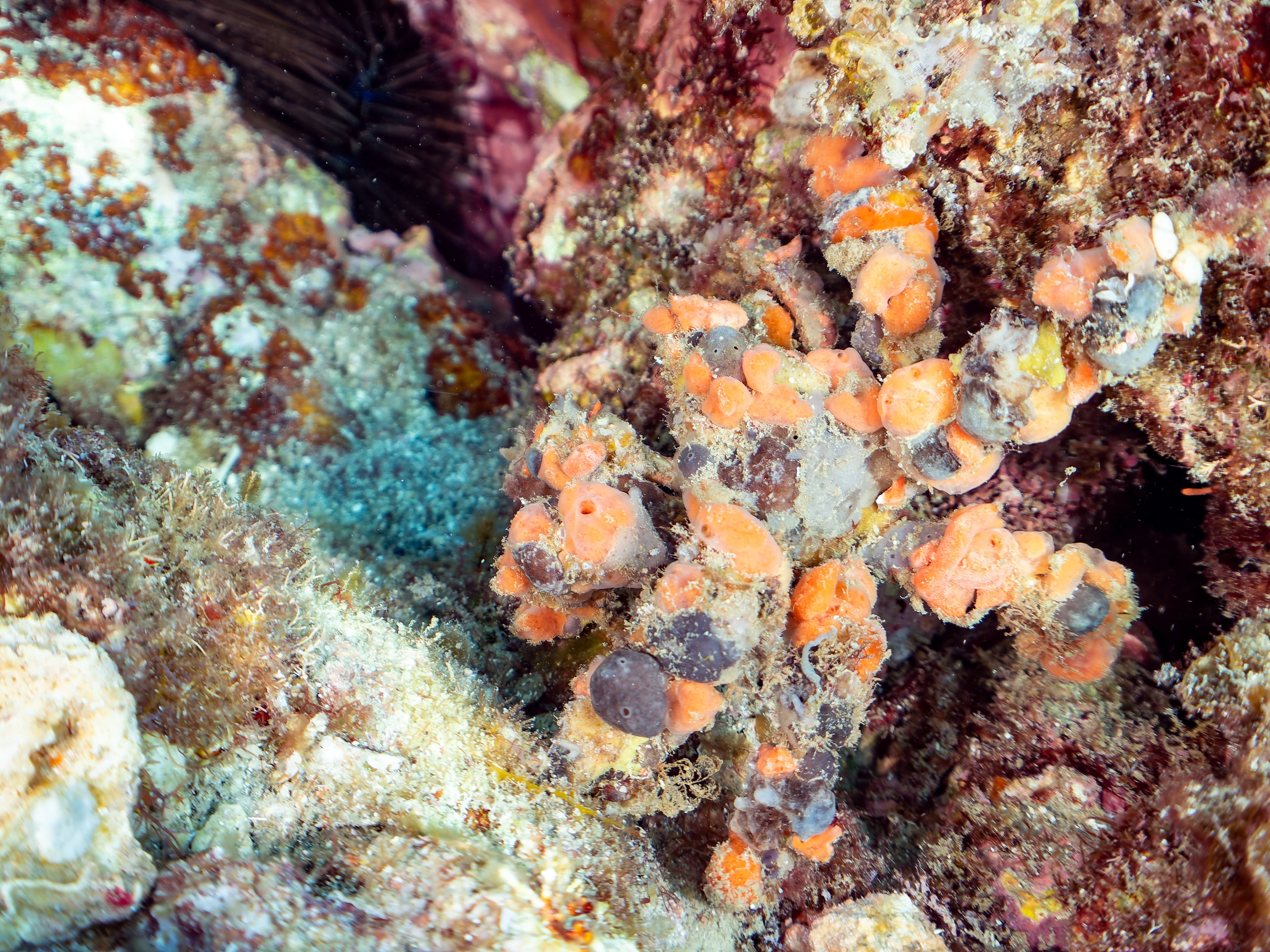 Decorator Crab (Camposcia retusa)