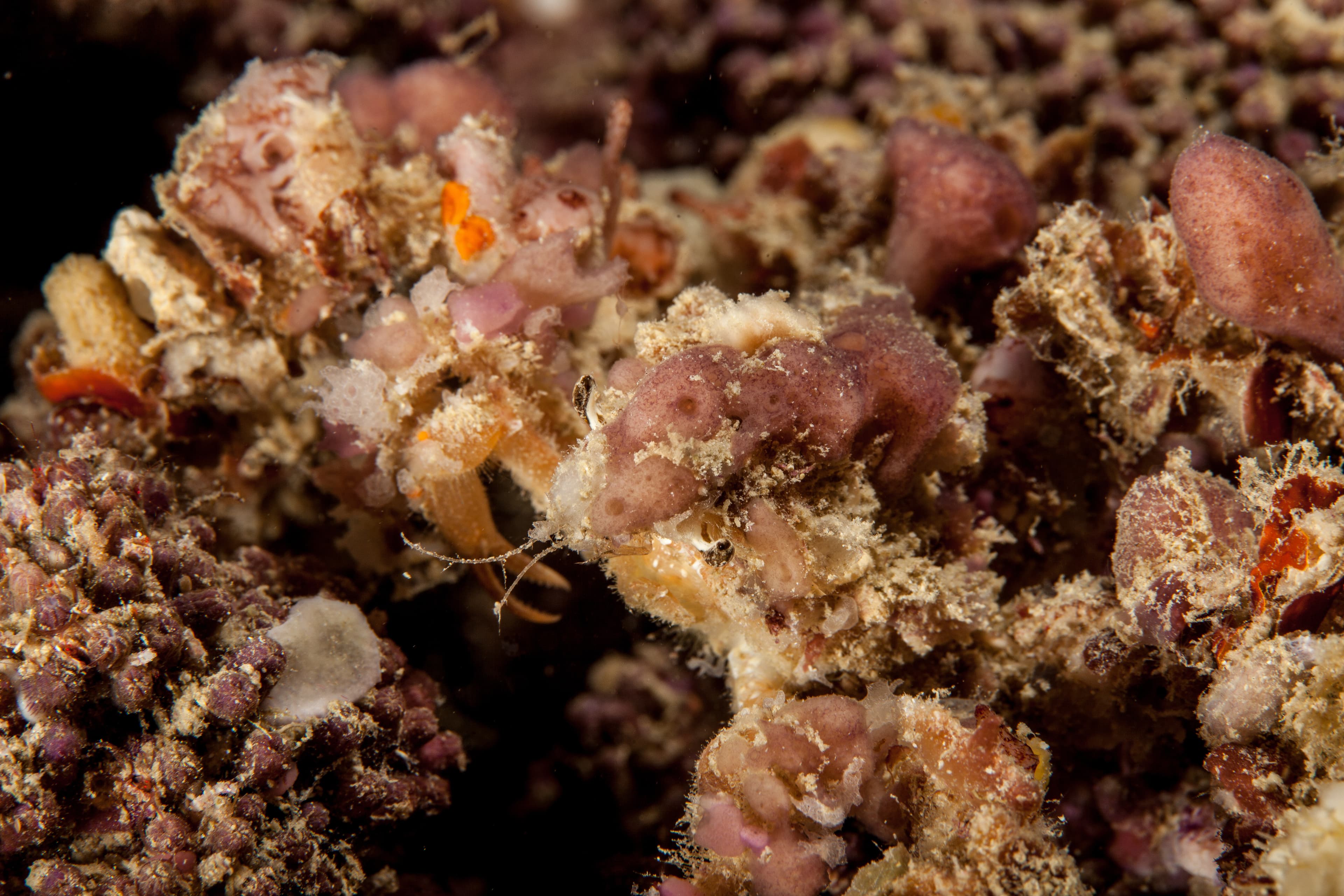 Spider Decorator Crab (Camposcia retusa)