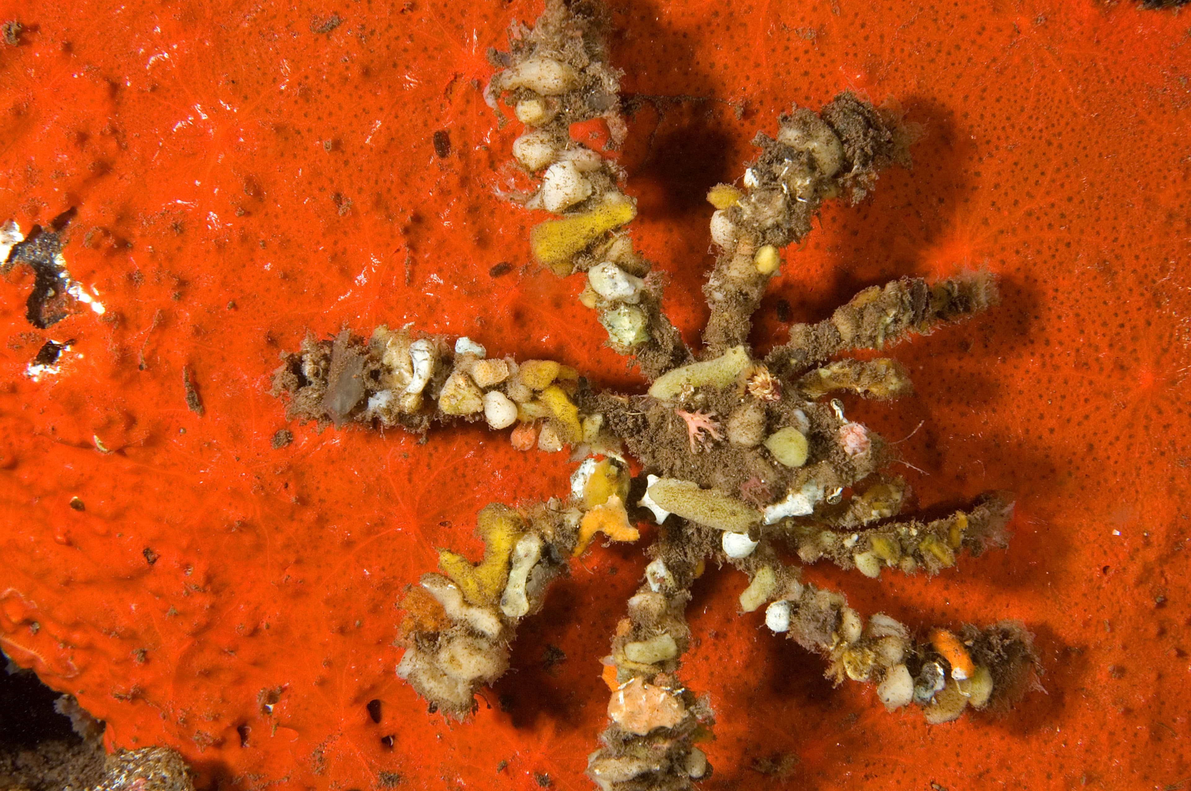 Decorator Crab (Camposcia retusa) decorated her body with colorful sponges, Bali Indonesia