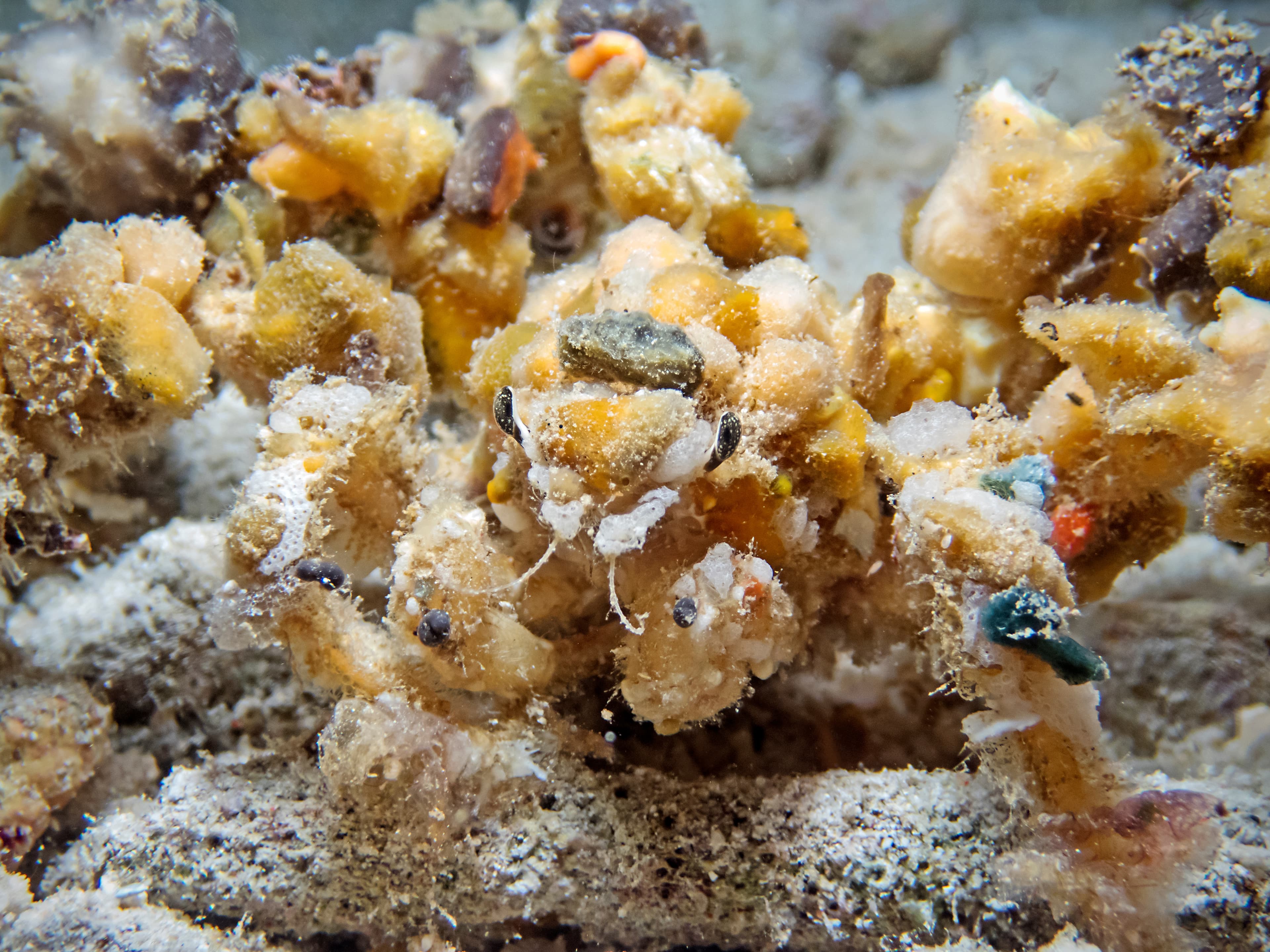 Decorator Crab (Camposcia retusa)