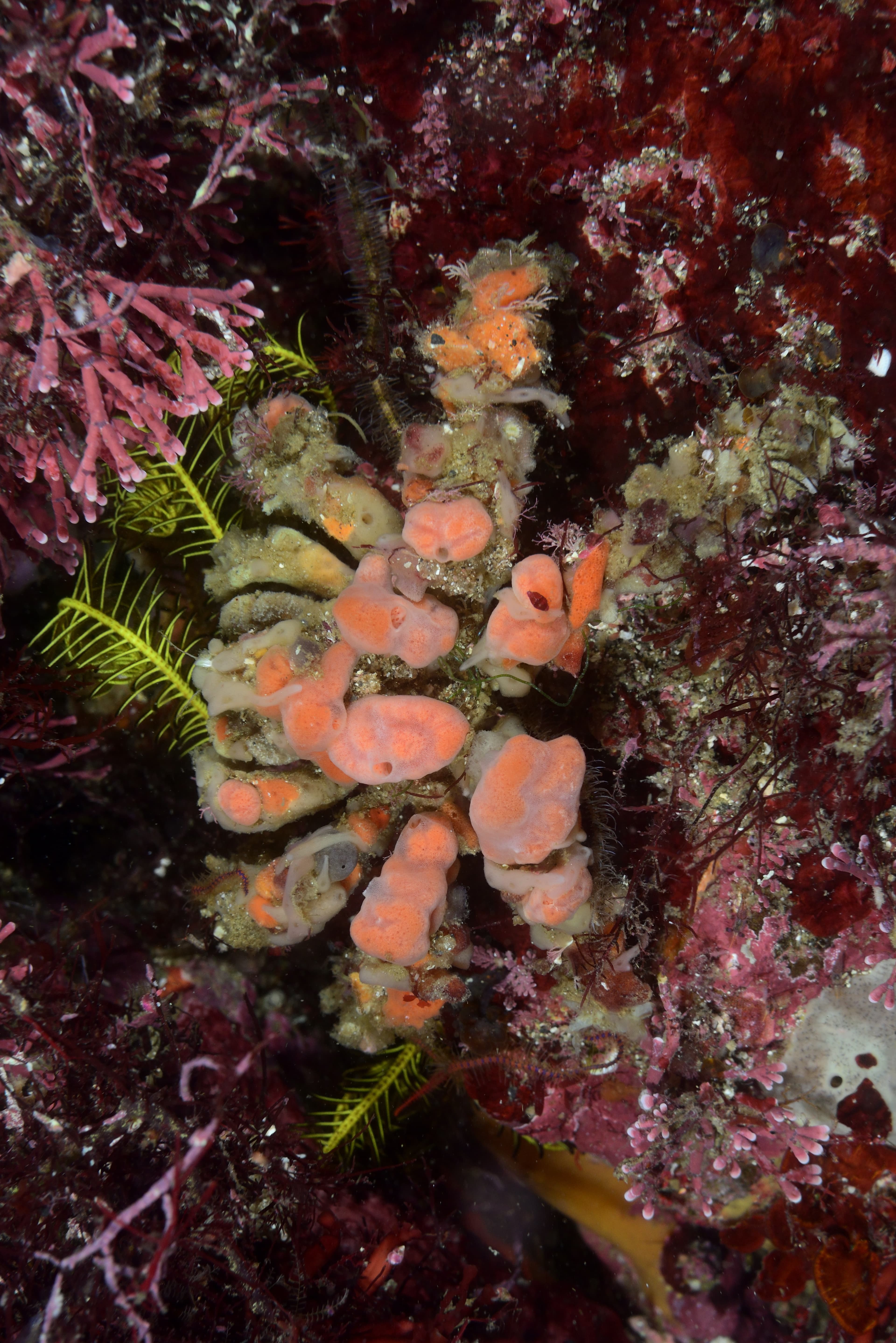 Decorator Crab (Camposcia retusa)