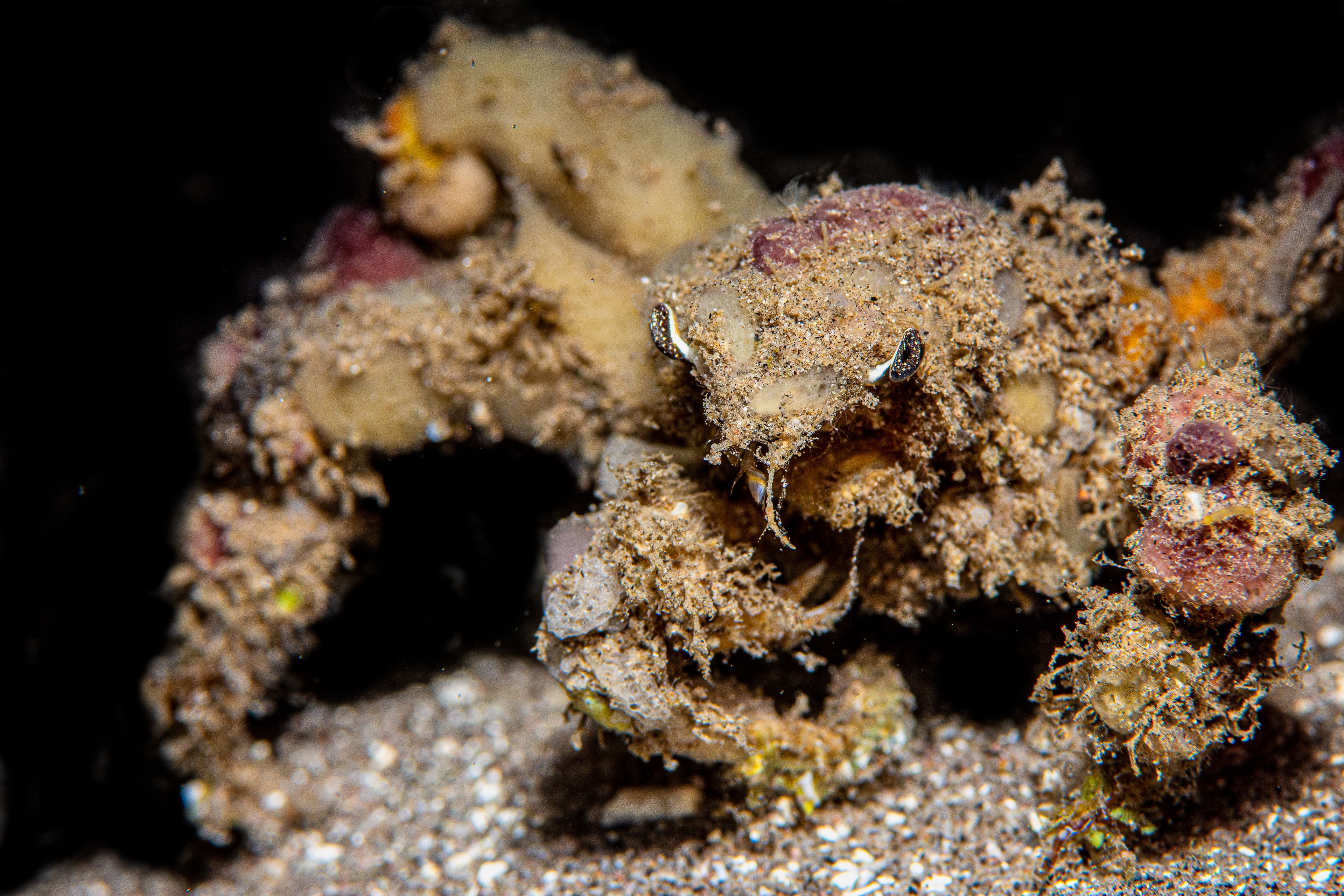 Spider Decorator Crab (Camposcia retusa)