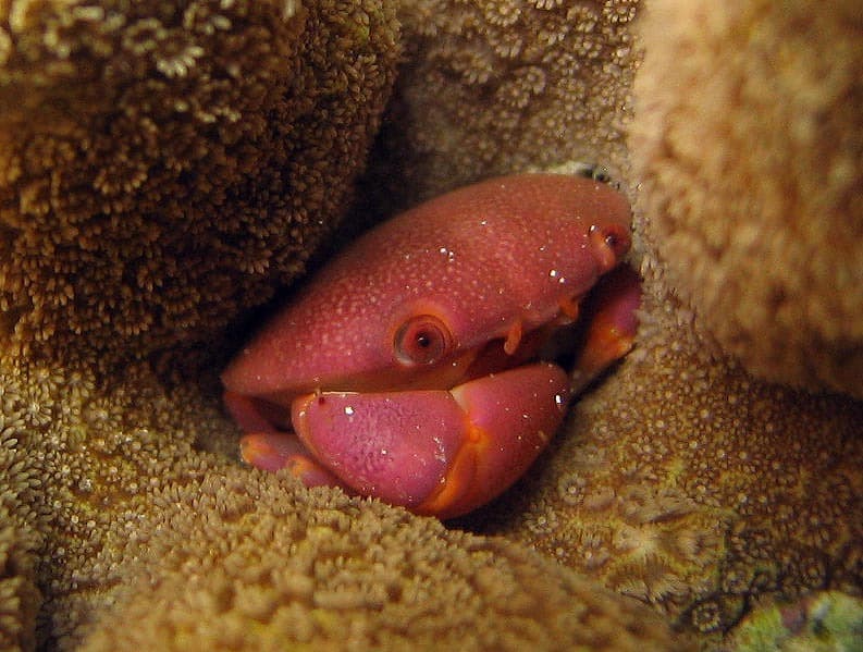 Convex Crab (Carpilius convexus), Sipadan, Malaysia