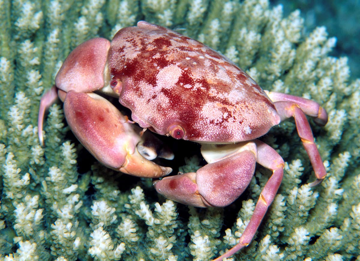 Convex Crab (Carpilius convexus), Kwajalein Atoll, Marshall Islands