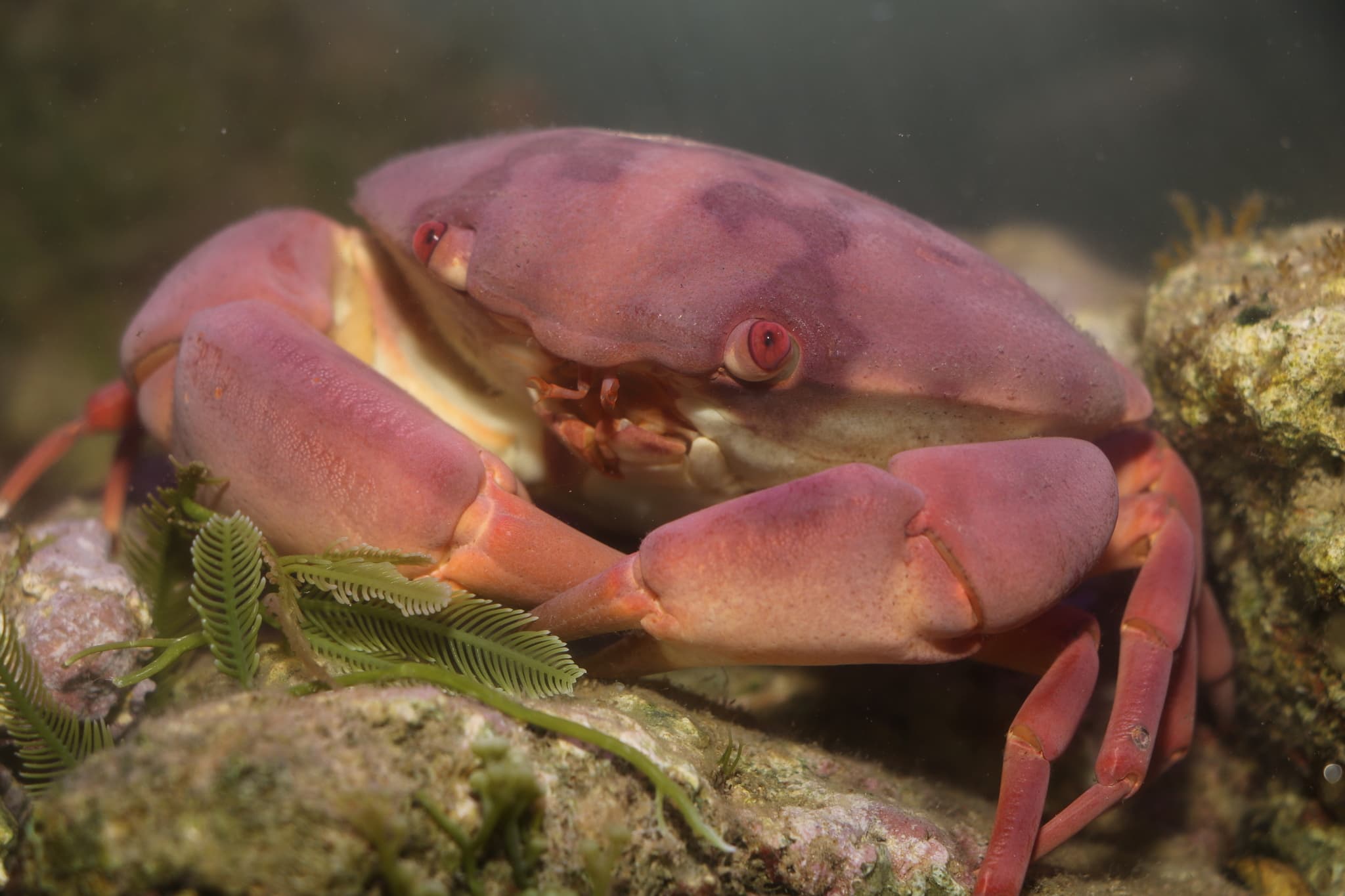 Convex Crab (Carpilius convexus), Hainan, China