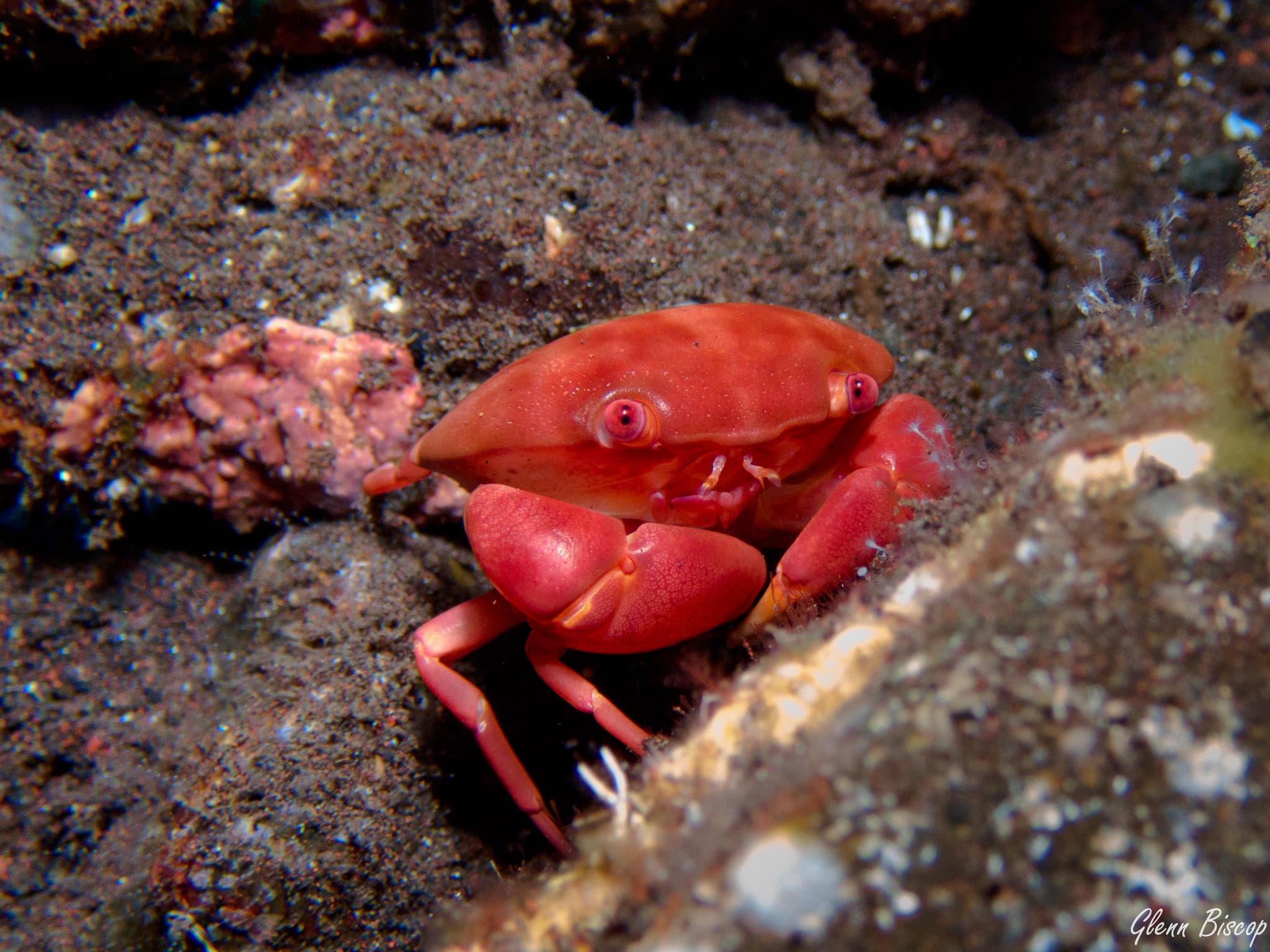 Convex Crab (Carpilius convexus), Tulamben, Bali, Indonesia