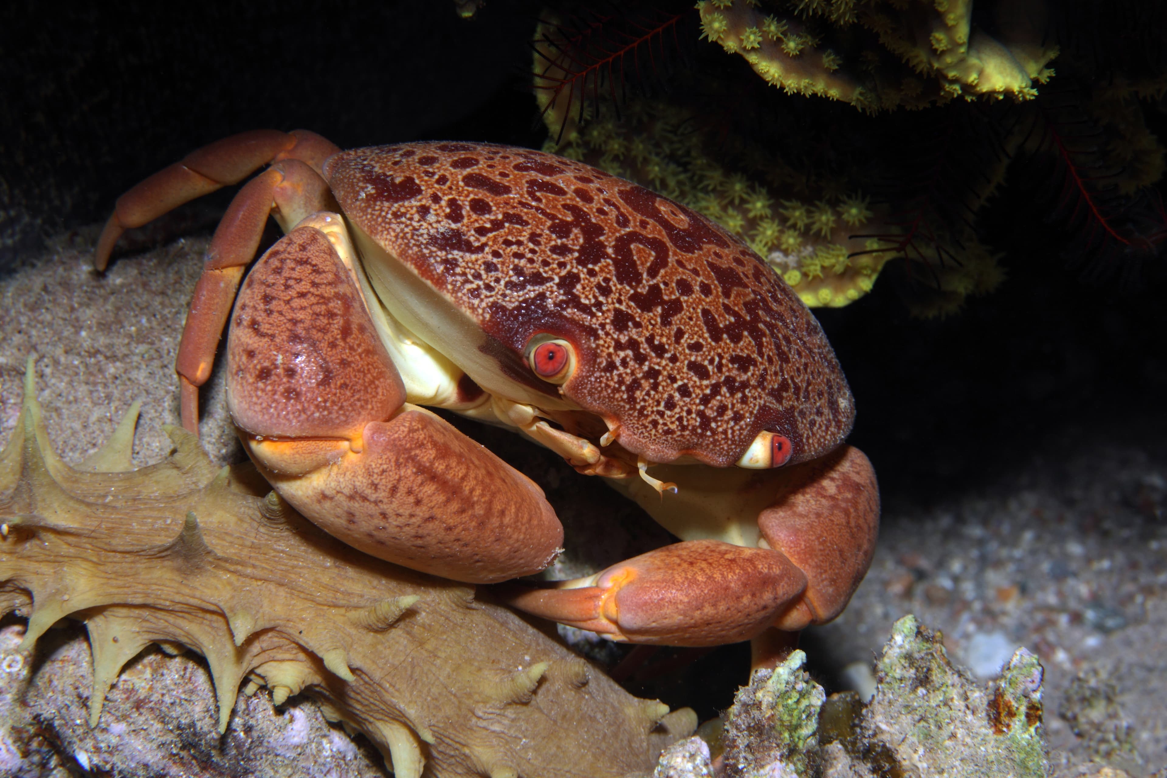 Convex Reef Crab (Carpilius convexus)