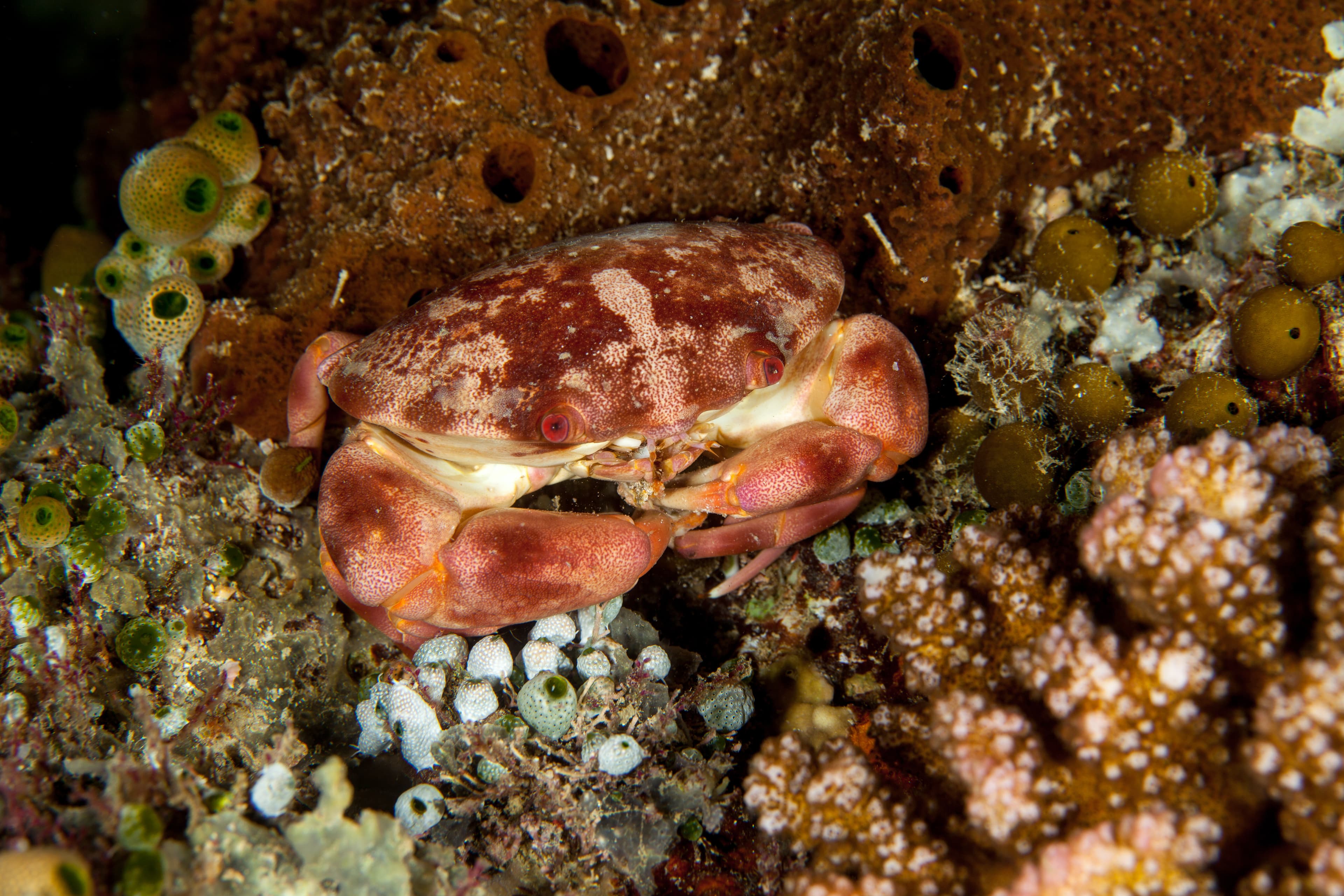 Convex Reef Crab (Carpilius convexus)