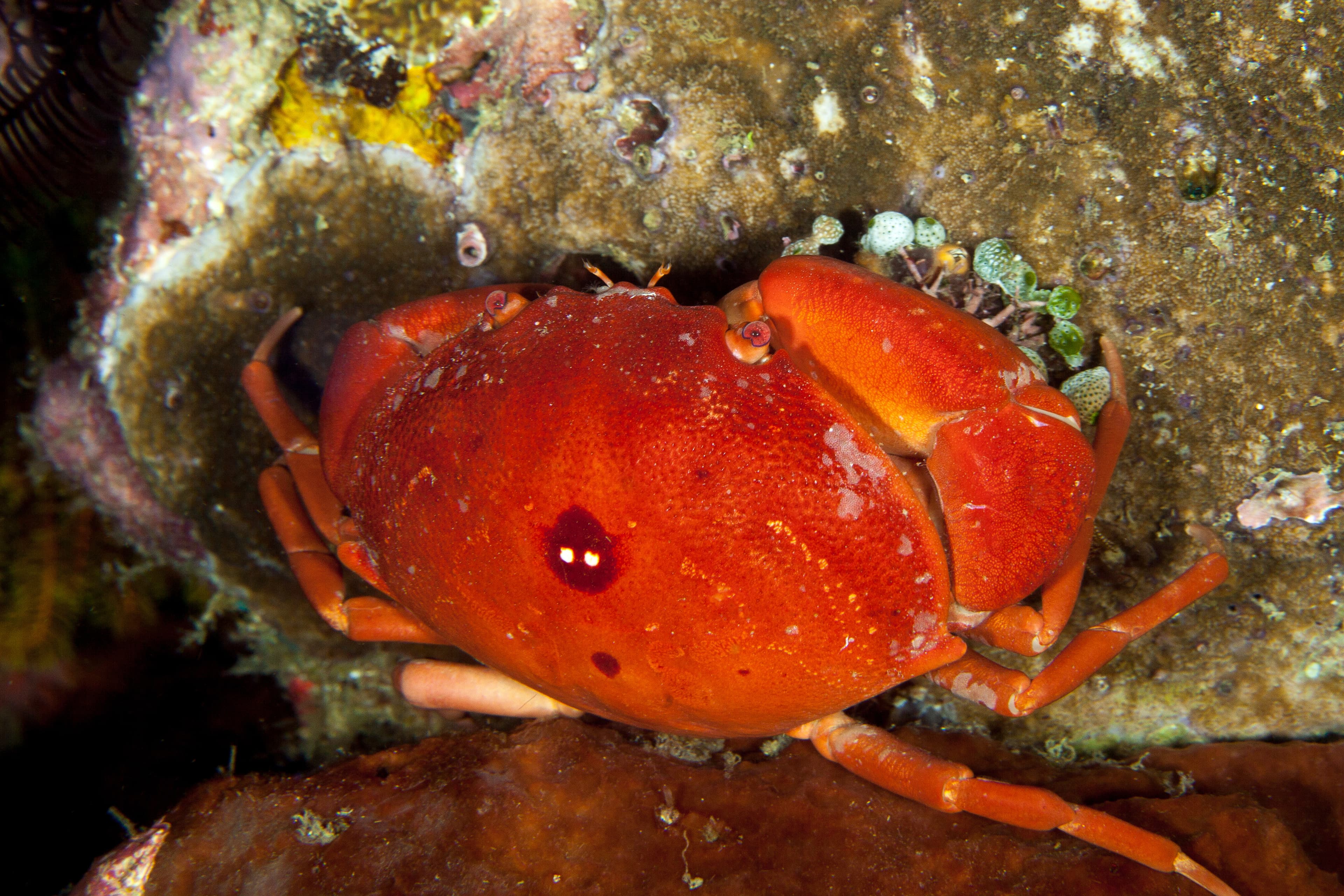 Convex Reef Crab (Carpilius convexus)