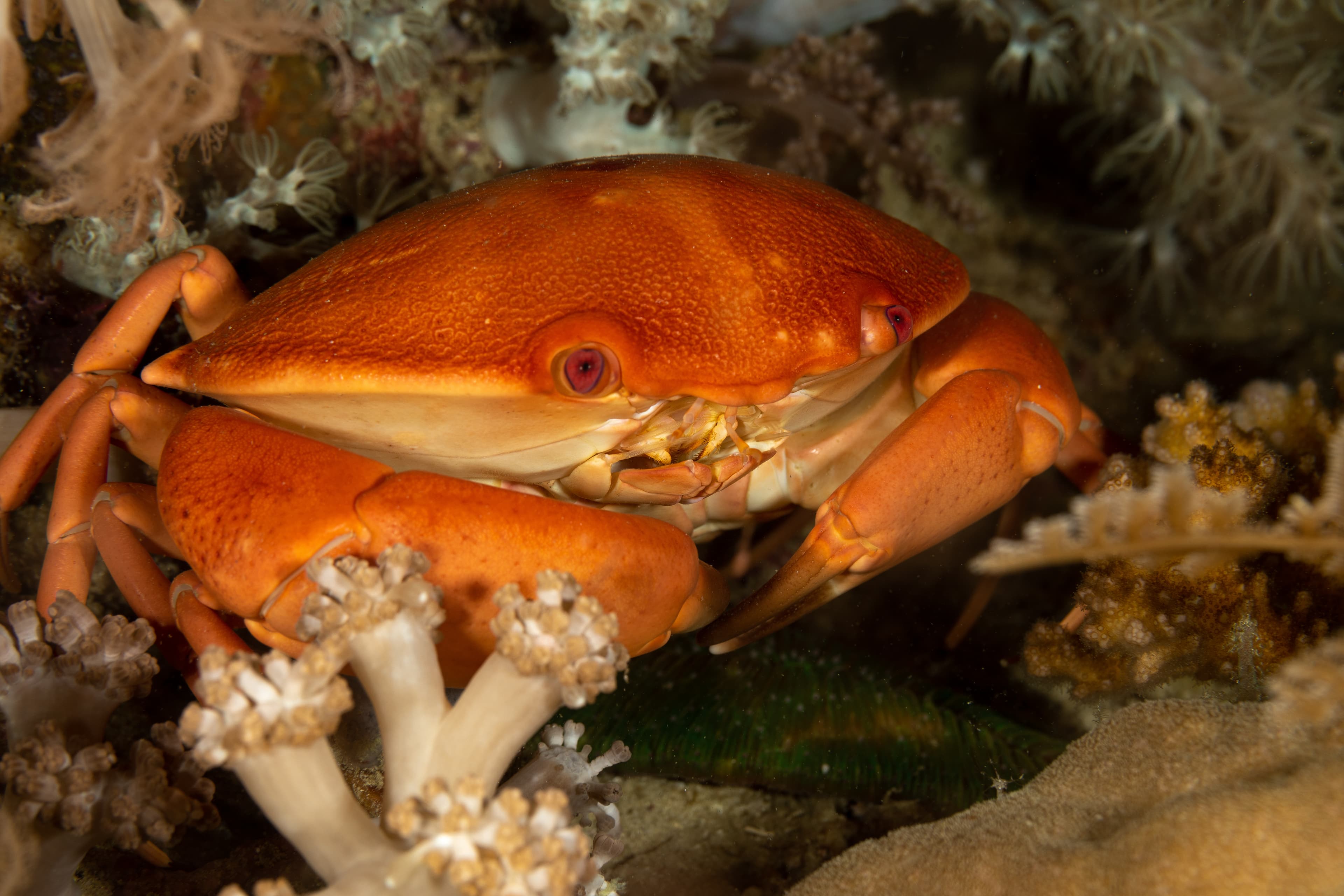 Convex Reef Crab (Carpilius convexus)