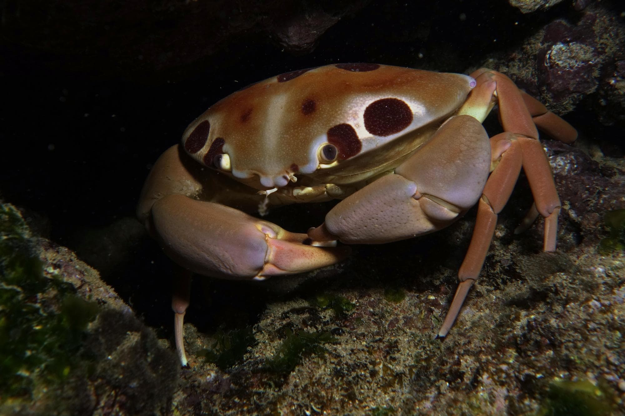 Spotted Reef Crab (Carpilius maculatus), Okinawa, Japan