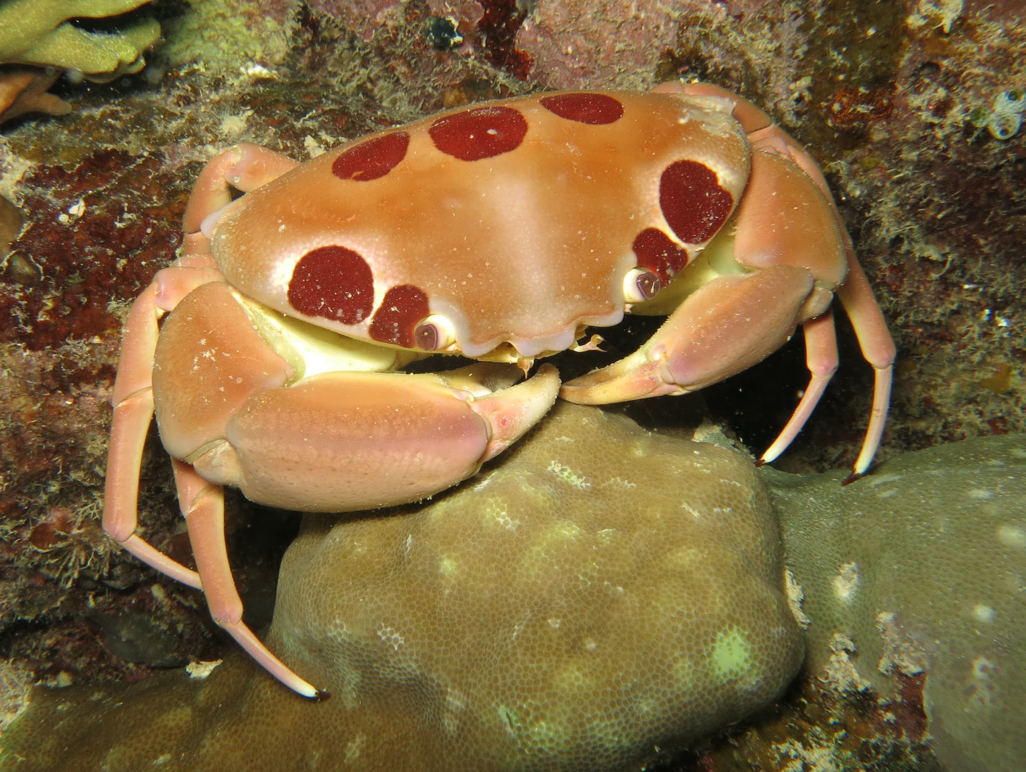 Spotted Reef Crab (Carpilius maculatus), Papua New Guinea