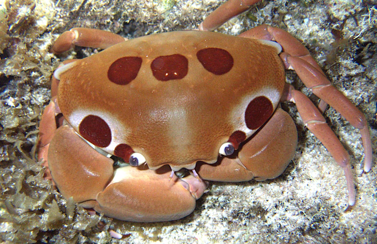 Spotted Reef Crab (Carpilius maculatus), Narui, French Polynesia