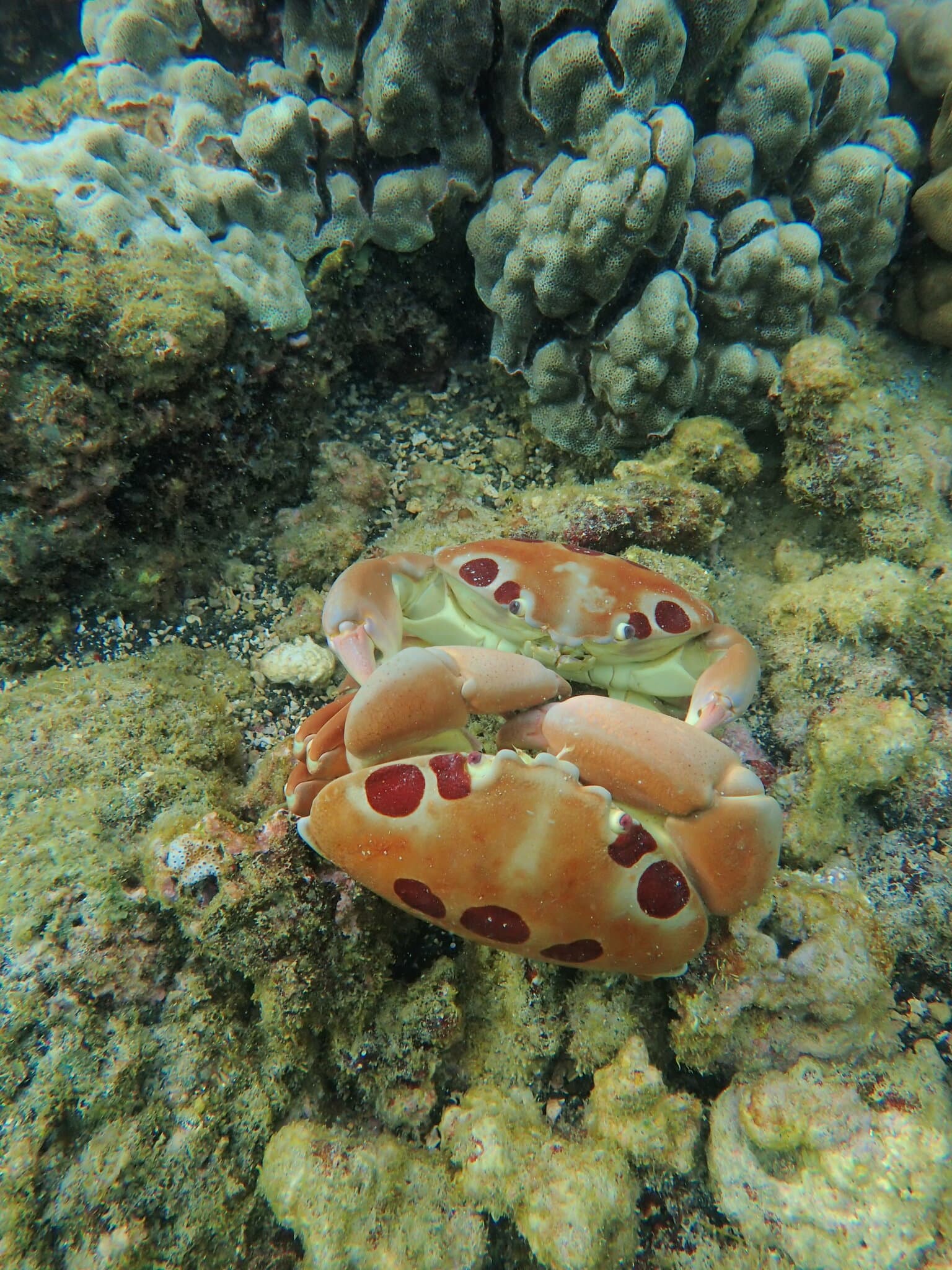 Spotted Reef Crab (Carpilius maculatus), Hawaii