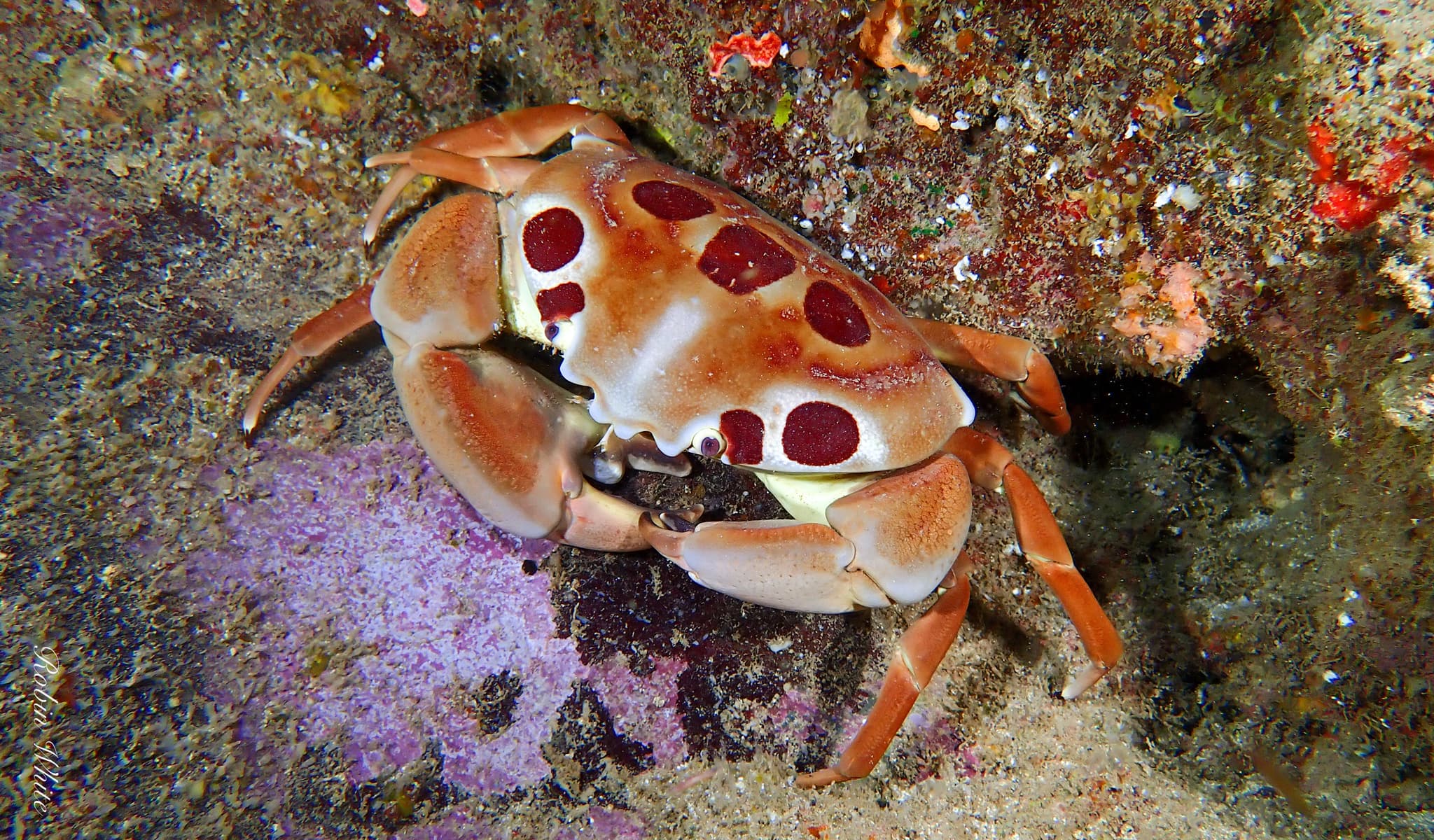 Spotted Reef Crab (Carpilius maculatus), Hawaii