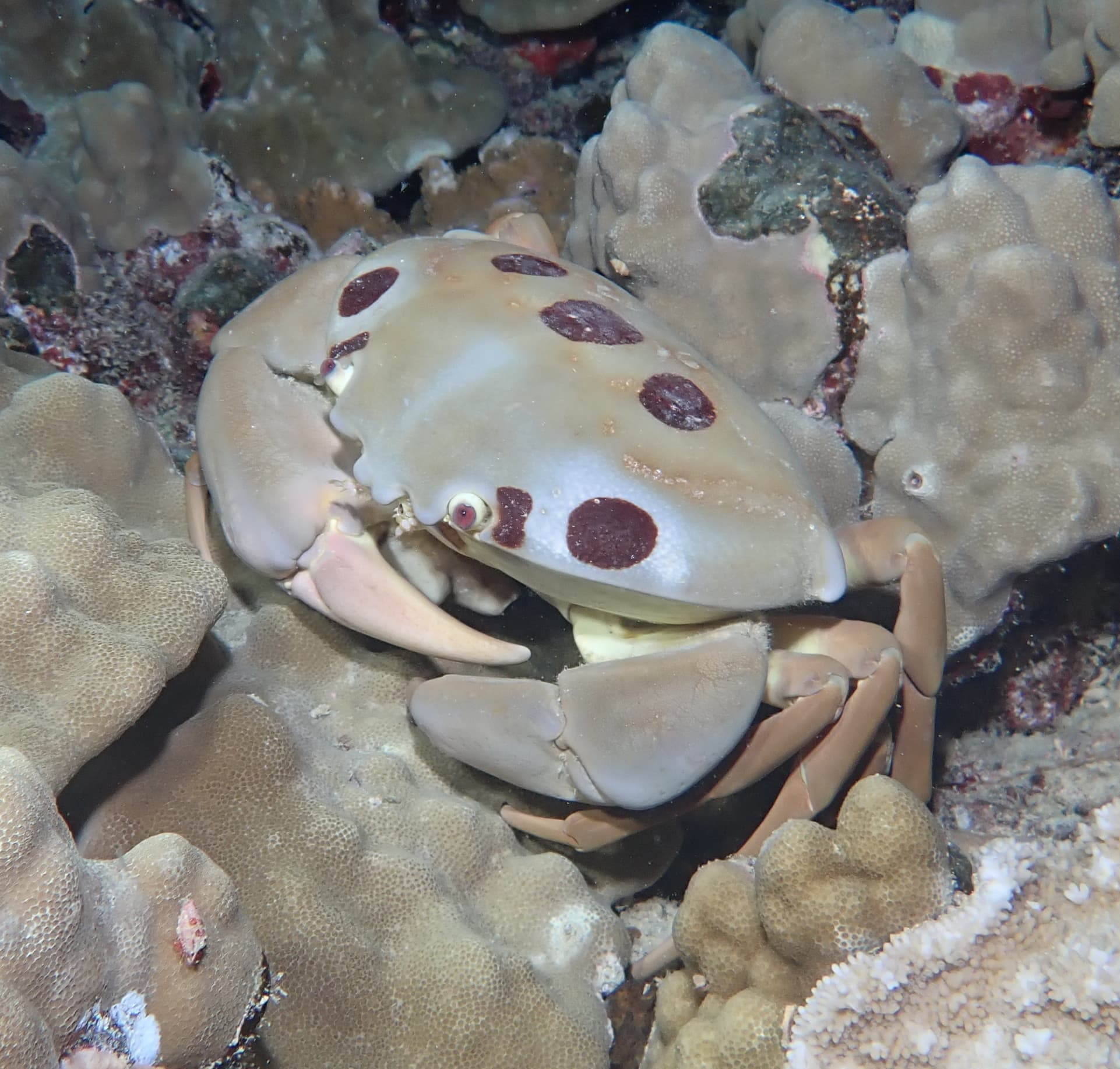 Spotted Reef Crab (Carpilius maculatus), Hawaii