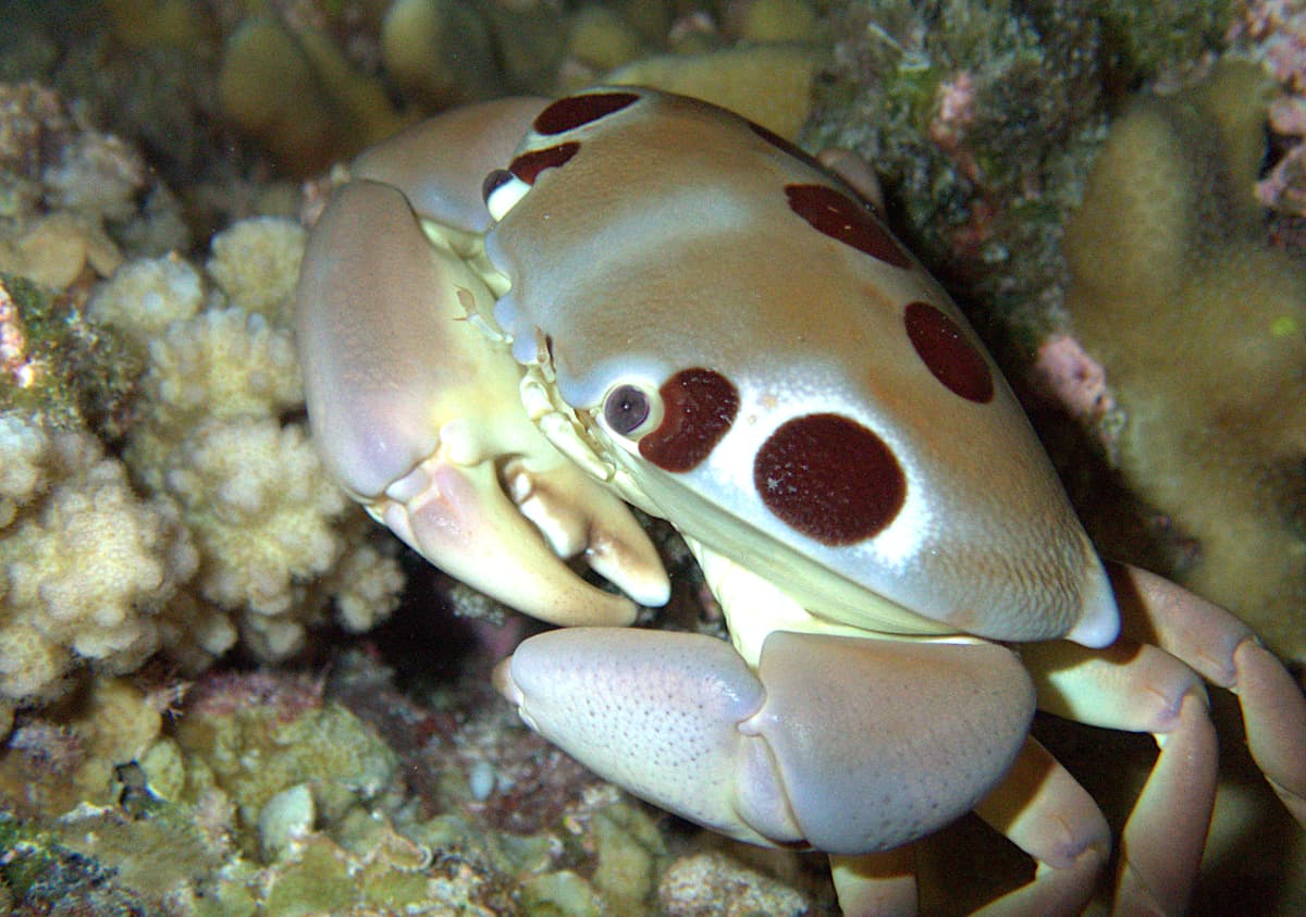 Spotted Reef Crab (Carpilius maculatus), Tikehau, French Polynesia