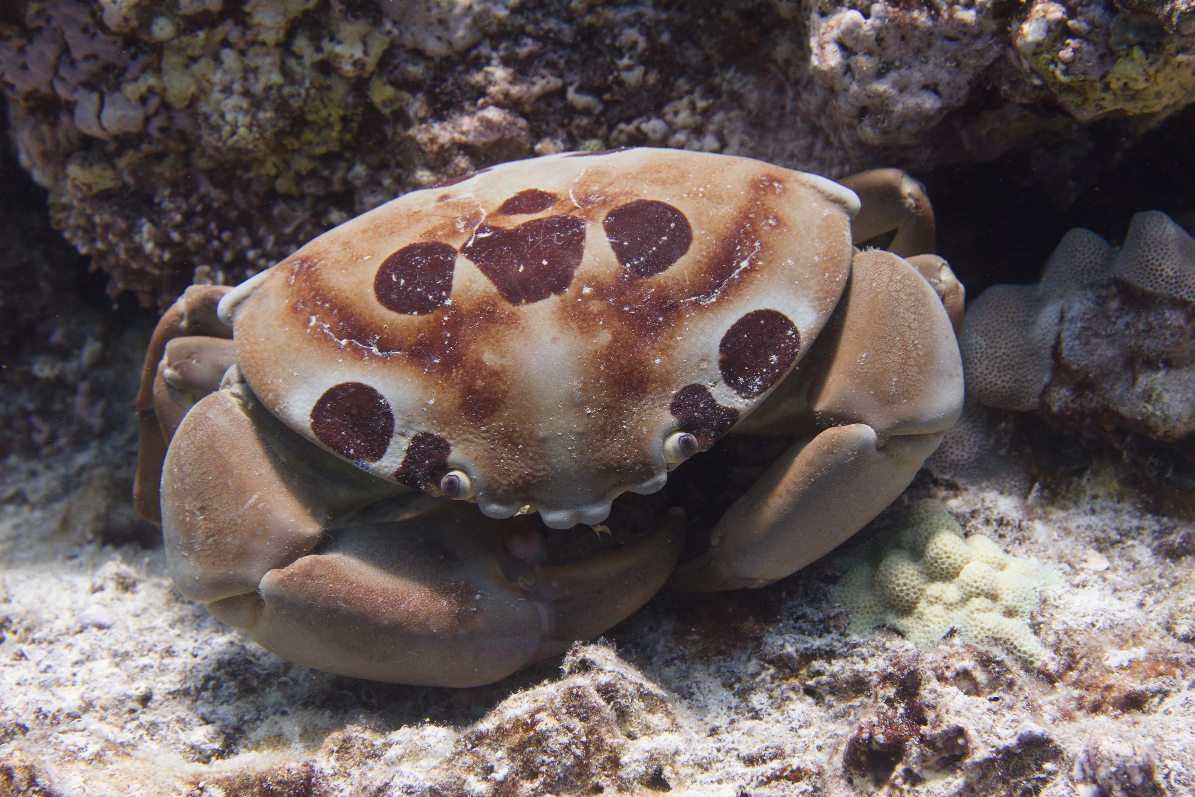 Seven-eleven Crab (Carpilius maculatus) in Hawaii