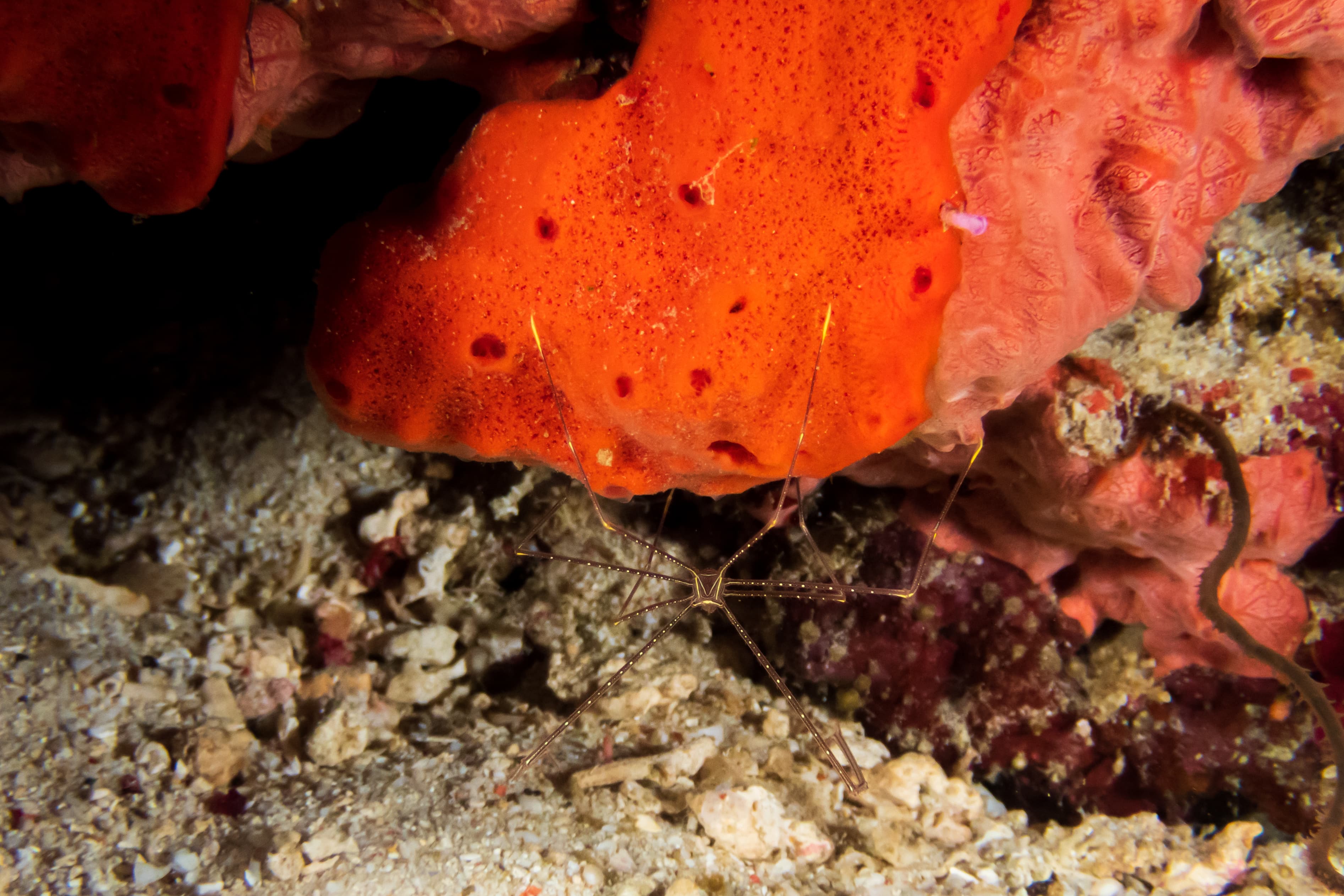 Spider Squat Lobster (Chirostylus dolichopus) at Santa Sofia II dive site in Sogod Bay, Southern Leyte, Philippines