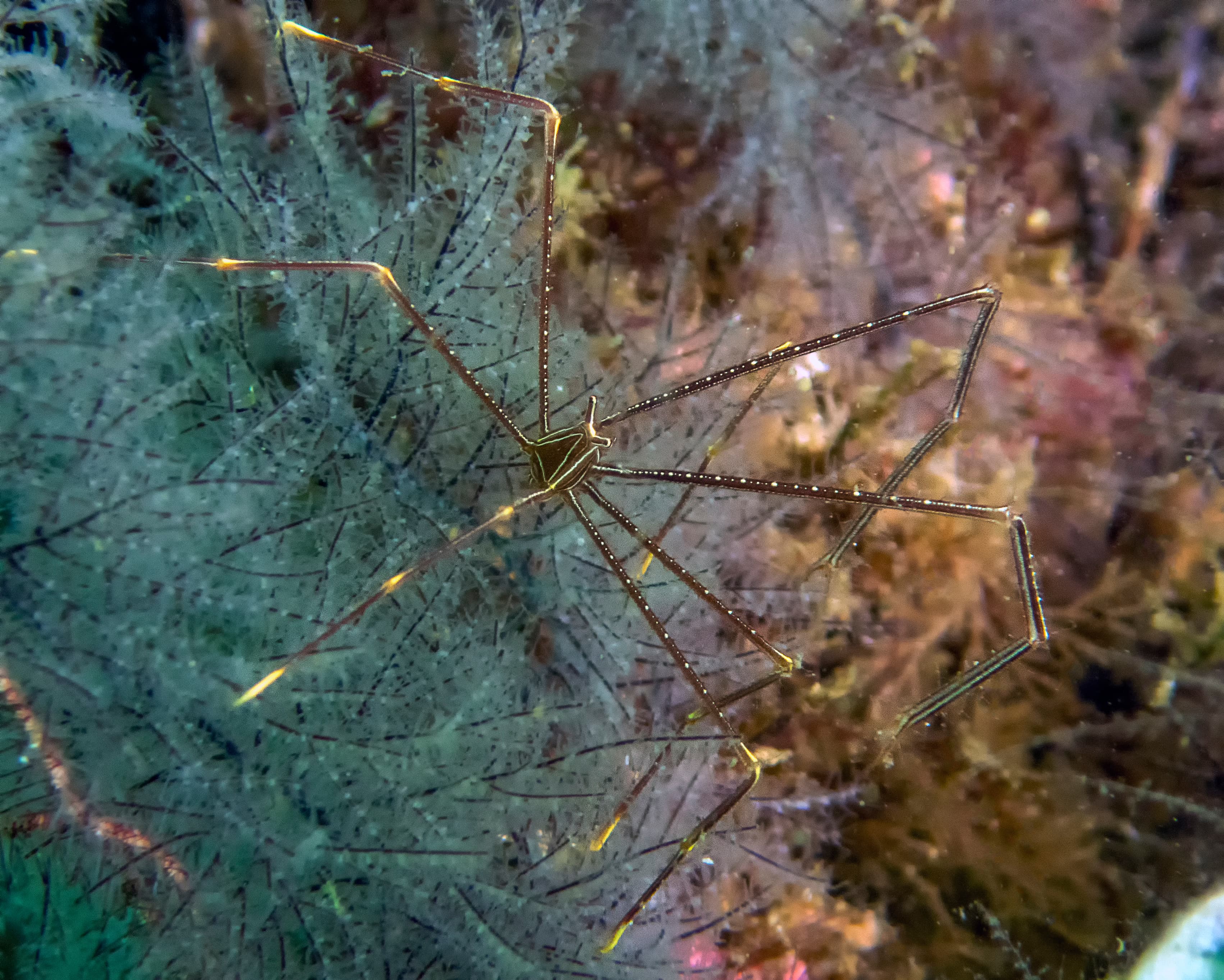 Squat Lobster (Chirostylus dolichopus)