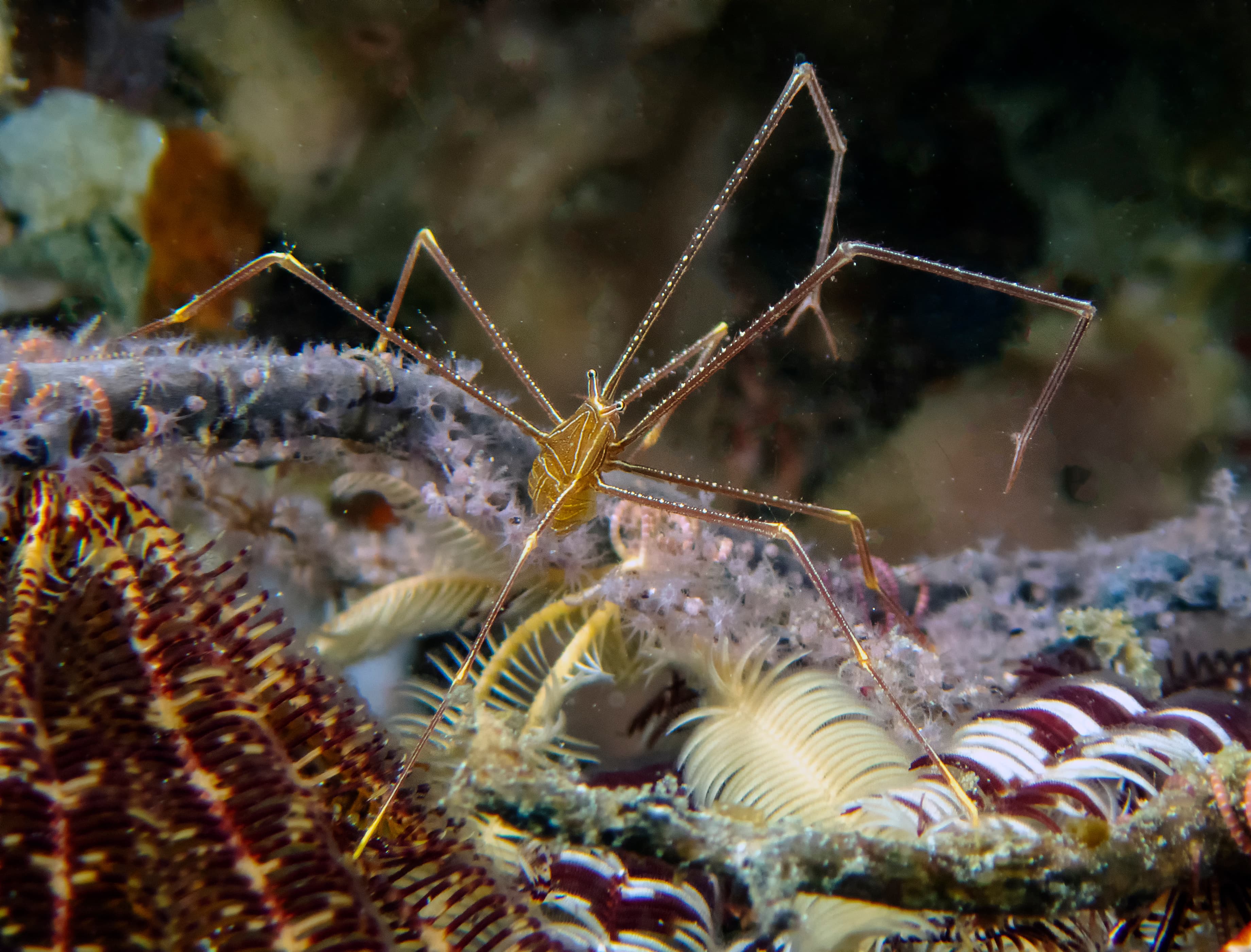 Squat Lobster (Chirostylus dolichopus)