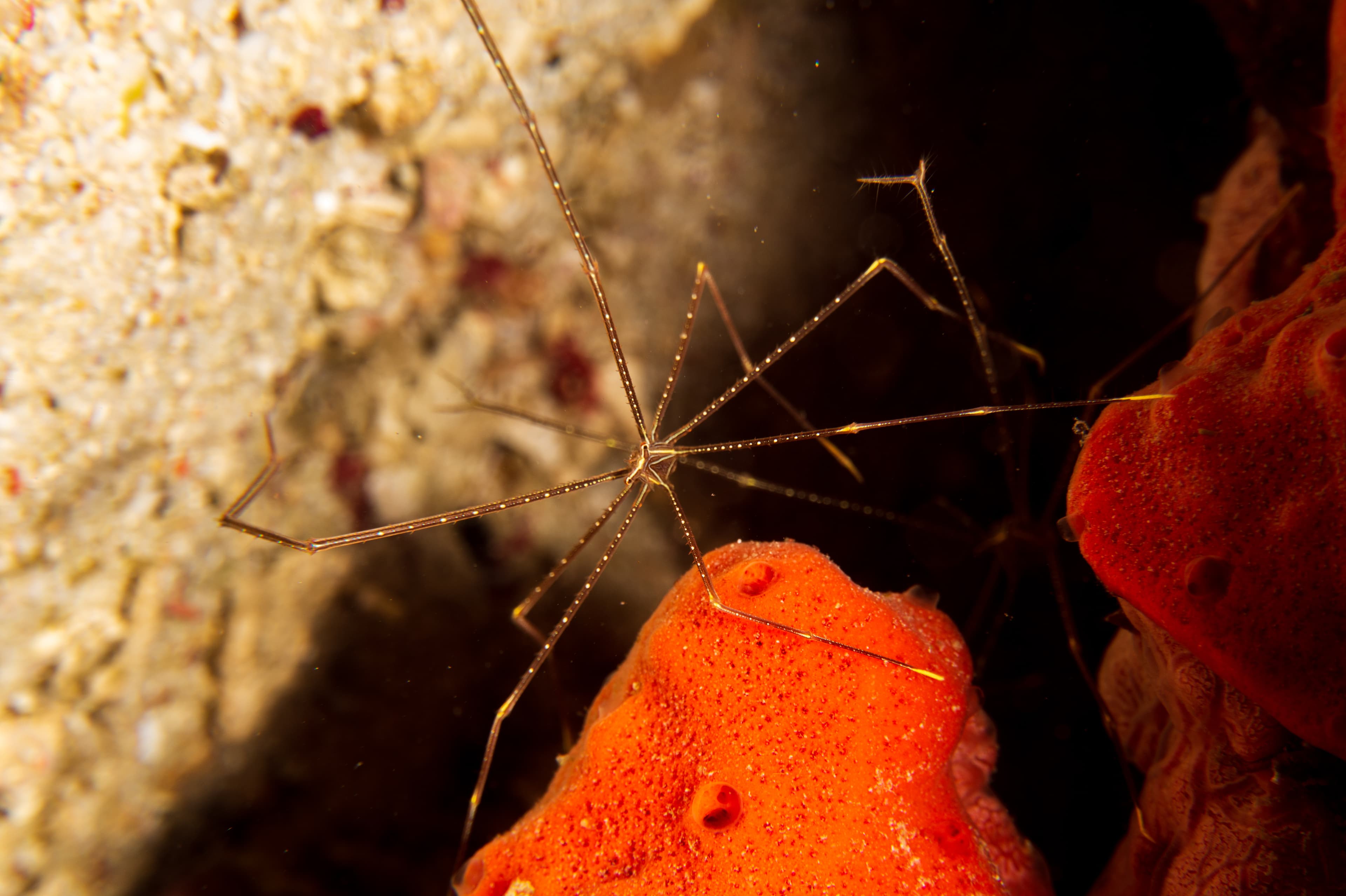 Spider Squat Lobster (Chirostylus dolichopus) at Santa Sofia II dive site in Sogod Bay, Southern Leyte, Philippines