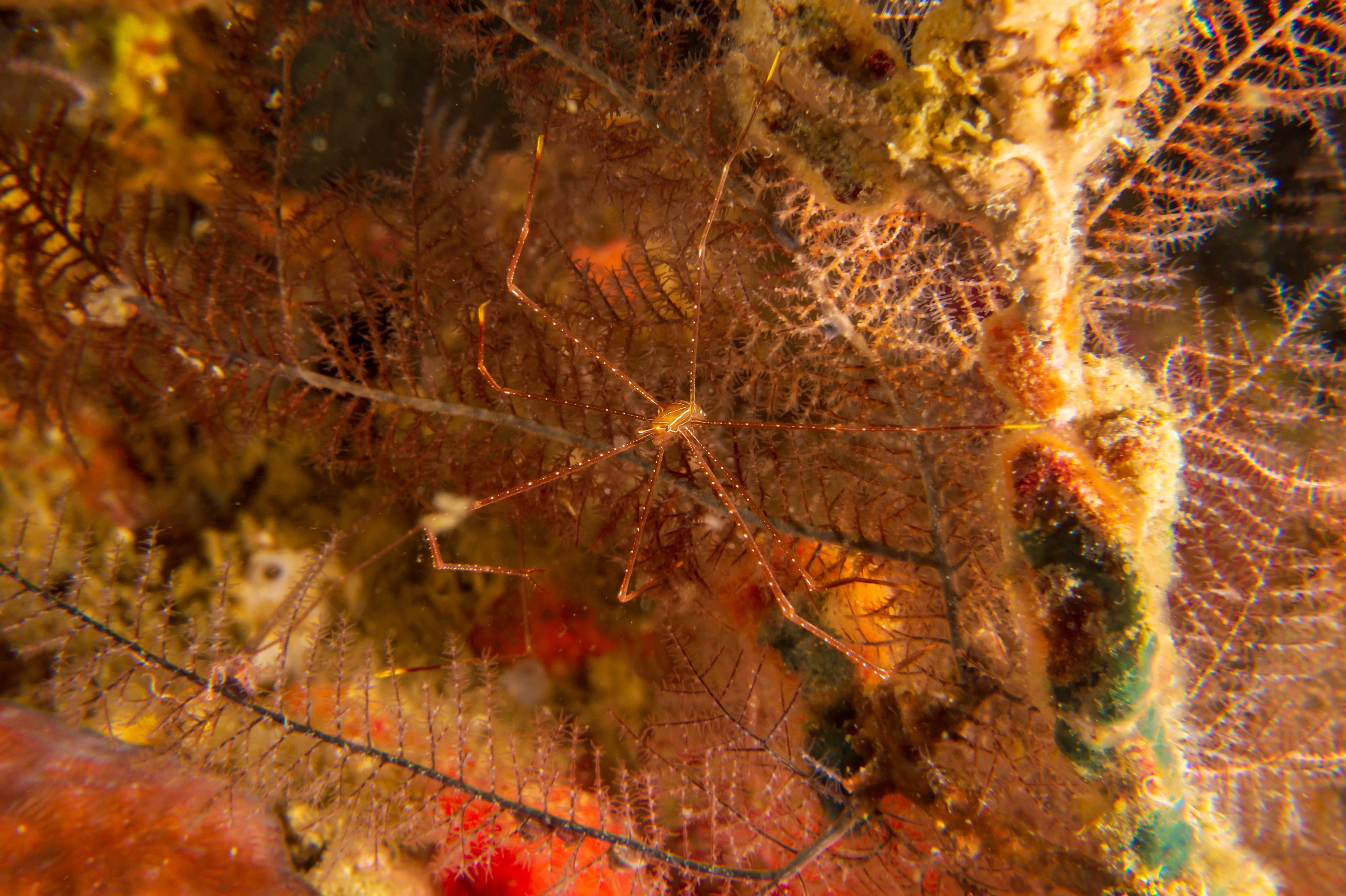 Spider Squat Lobster (Chirostylus dolichopus) in Sogod Bay near Padre Burgos, Southern Leyte, Philippines