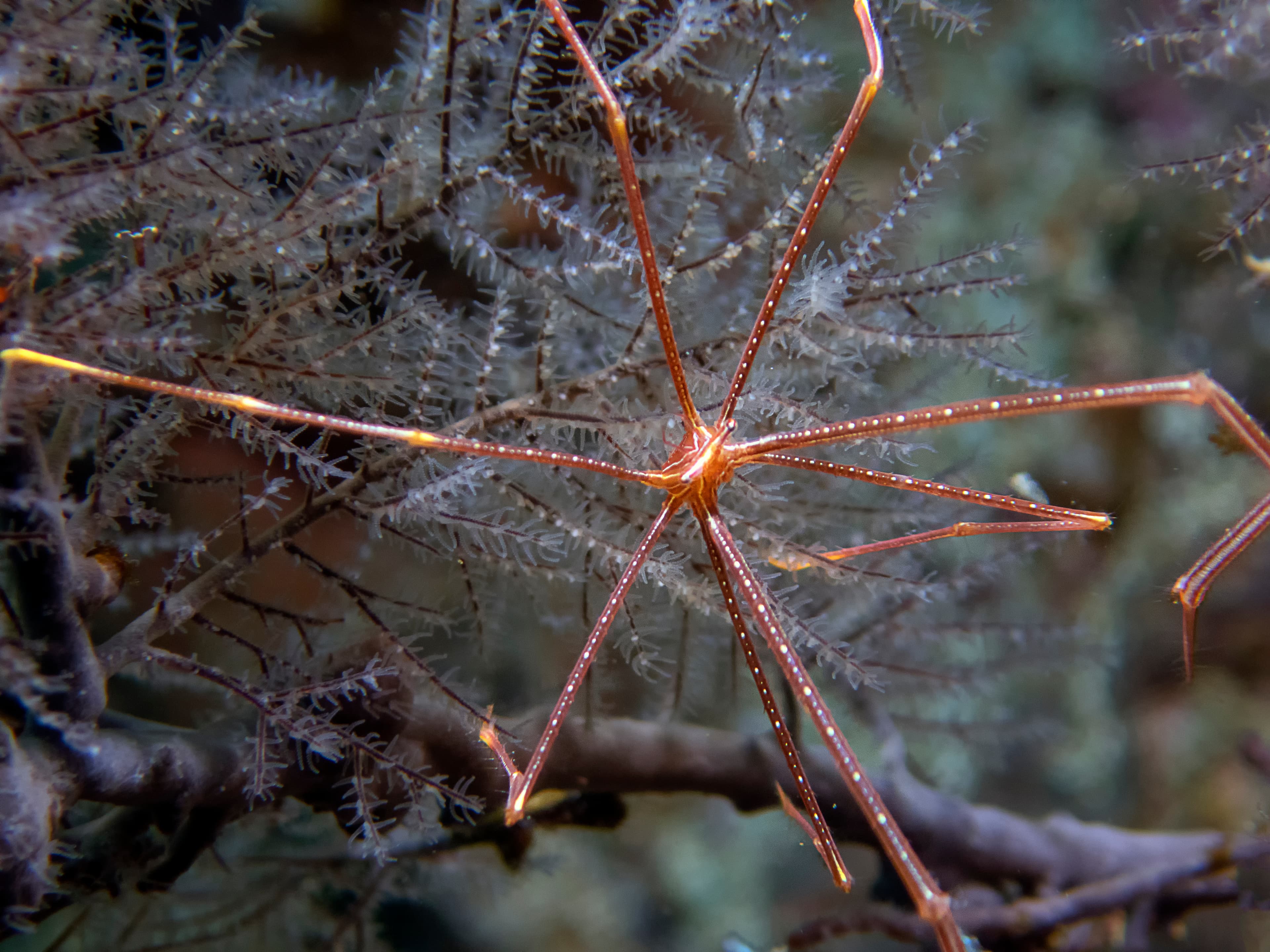 Squat Lobster (Chirostylus dolichopus)